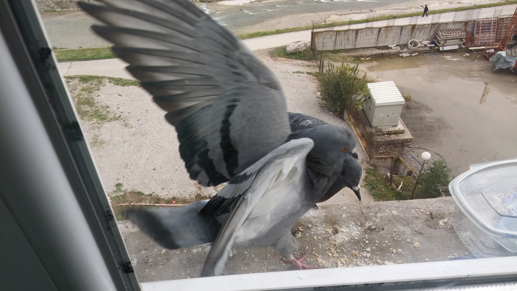 LG H650E sample photo. Two pigeons photography