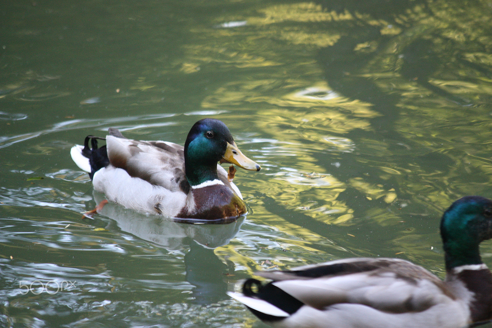 Canon EF-S 55-250mm F4-5.6 IS sample photo. Ducks swimming photography
