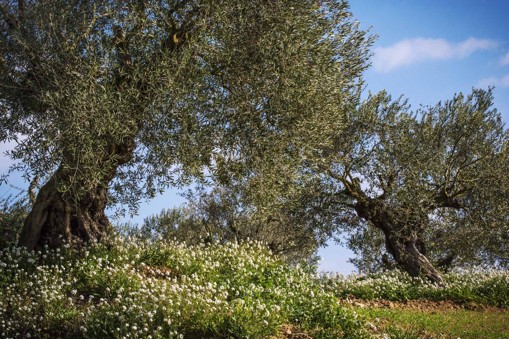 Nikon D5200 sample photo. Olive trees photography