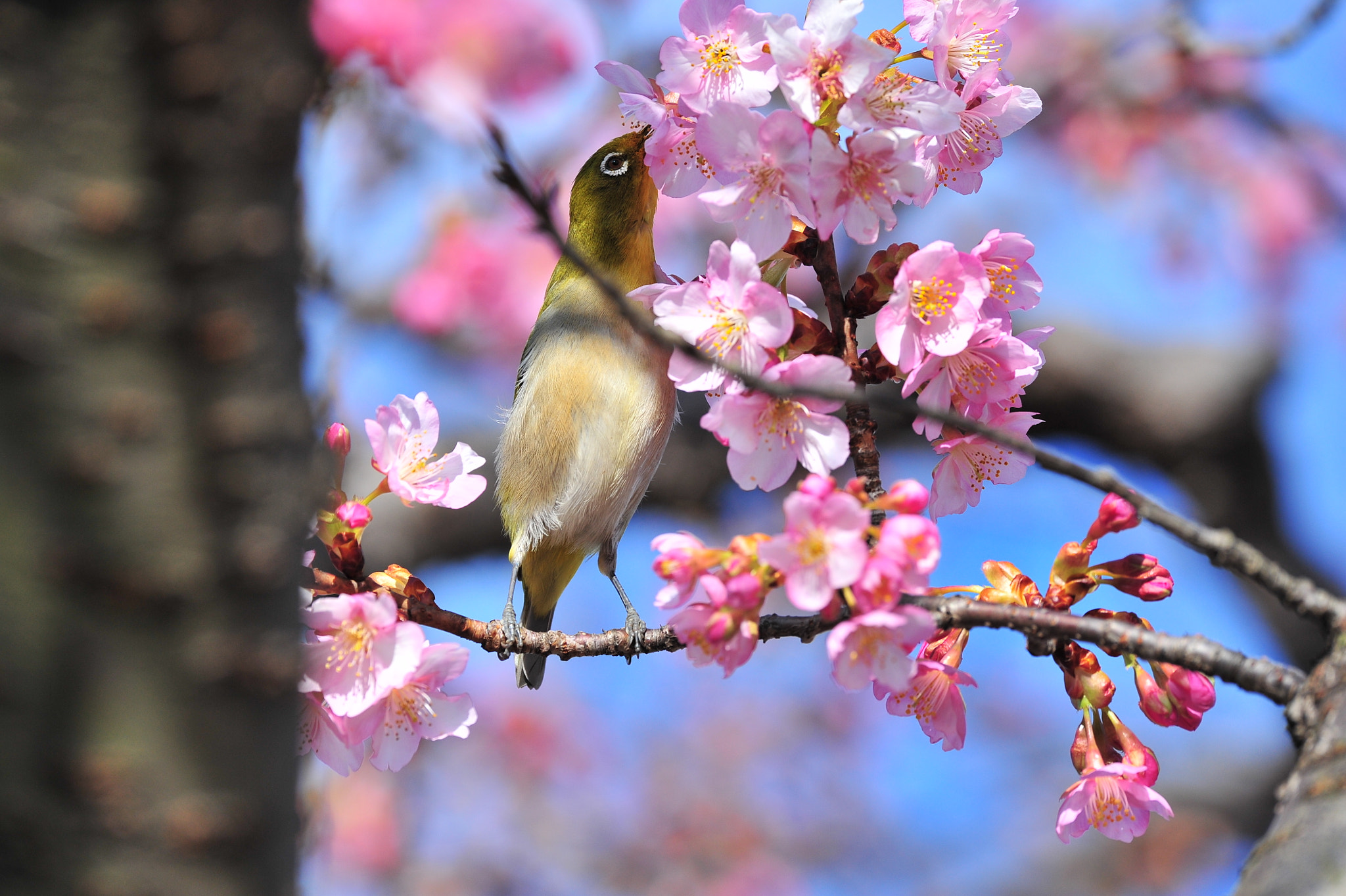 Nikon D3S sample photo. Stretch photography