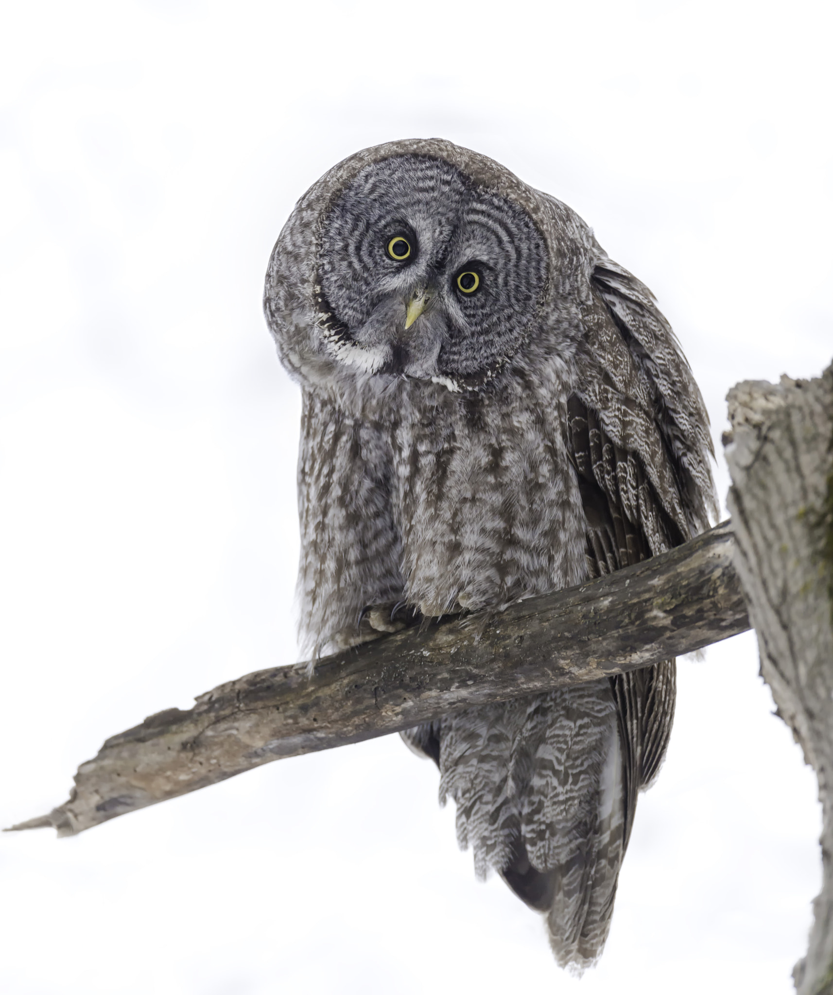 Nikon D4 + Nikon AF-S Nikkor 600mm F4G ED VR sample photo. Sort of my direction... photography