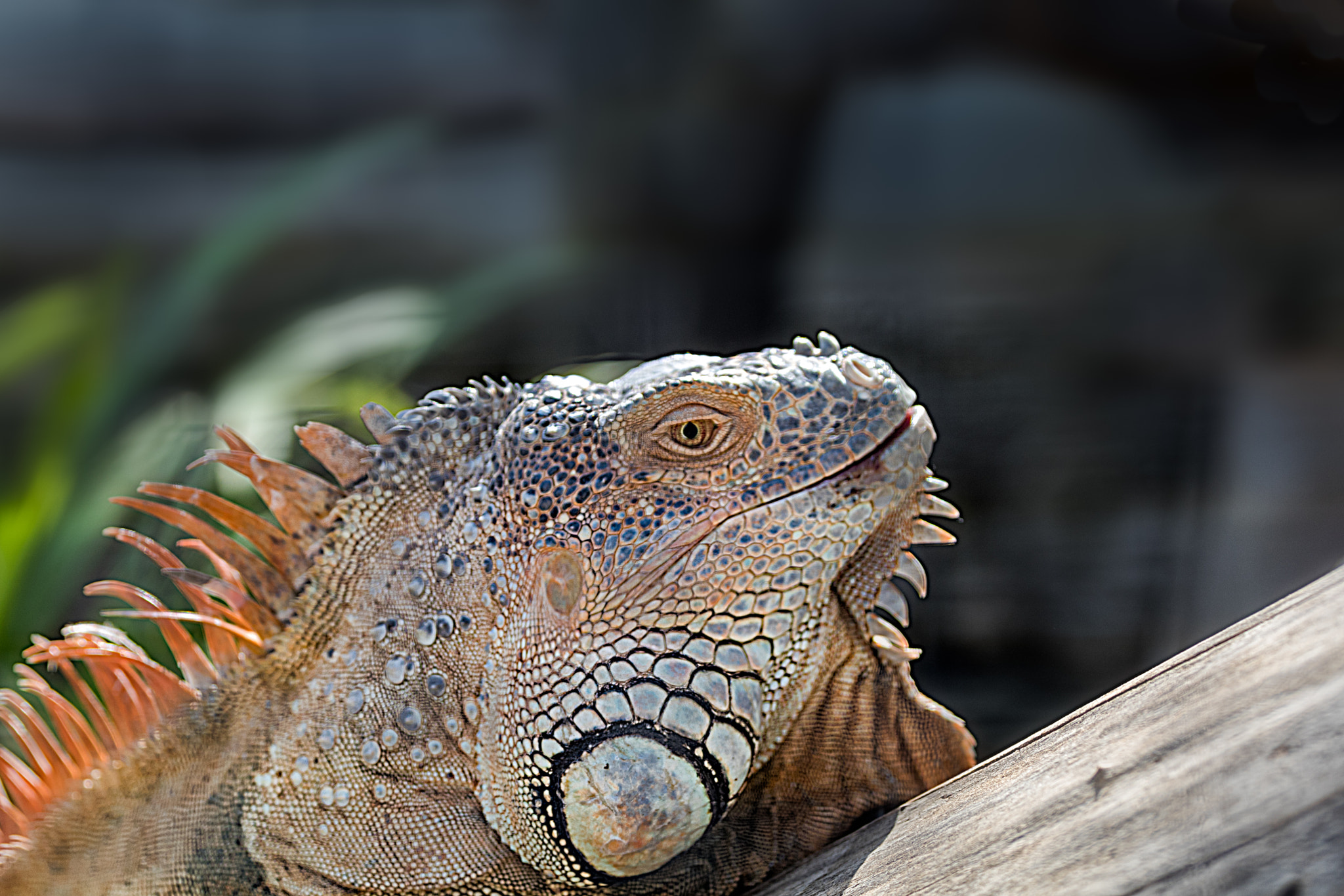 Canon EOS 80D sample photo. Iguana verde macho photography