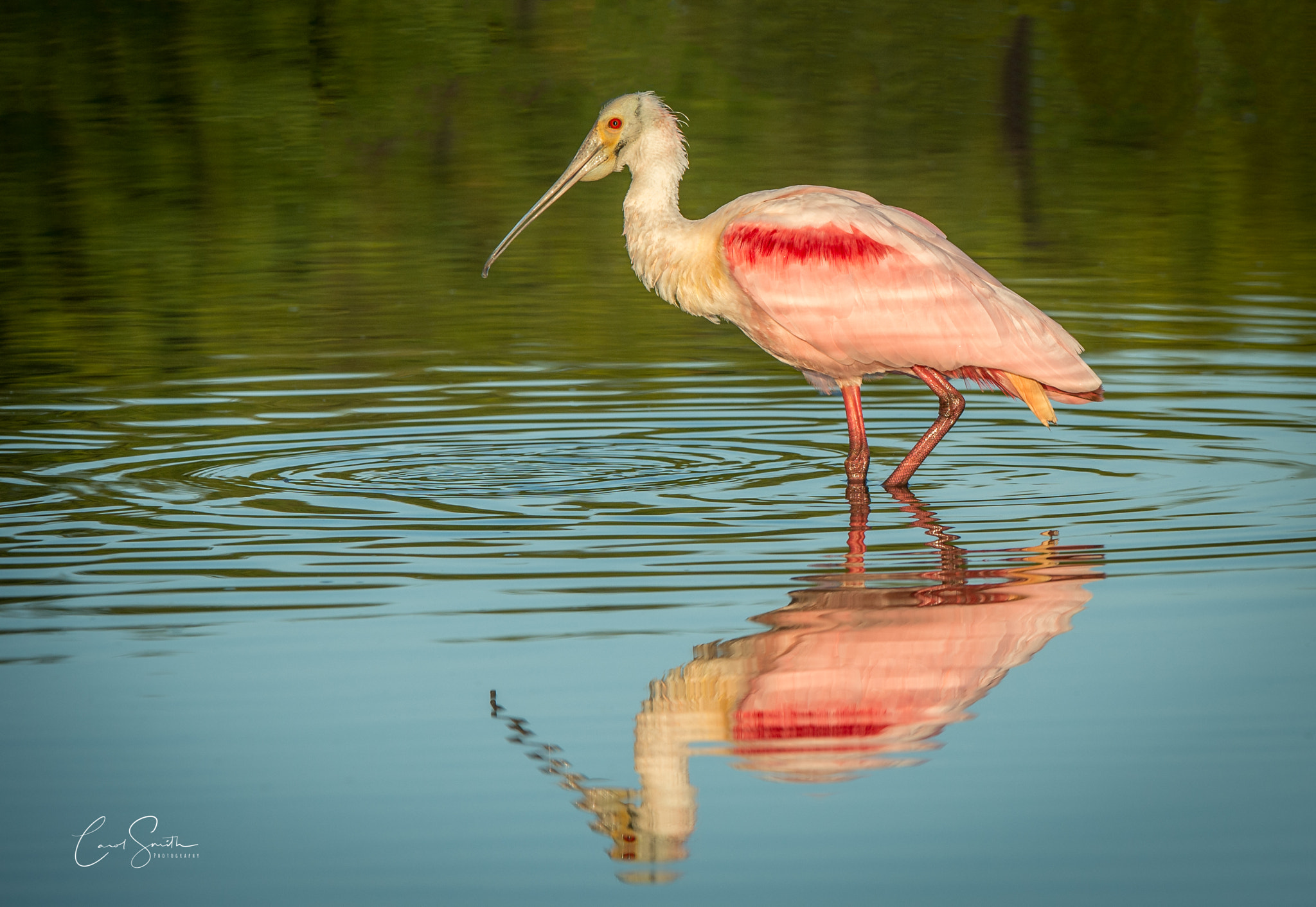 Nikon D4 + Nikon AF-S Nikkor 200-400mm F4G ED-IF VR sample photo. Roseate spoonbill photography