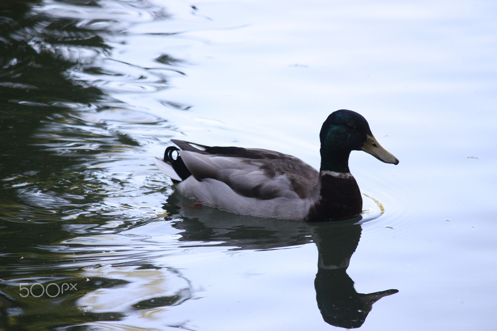 Canon EF-S 55-250mm F4-5.6 IS sample photo. Duck reflecting photography