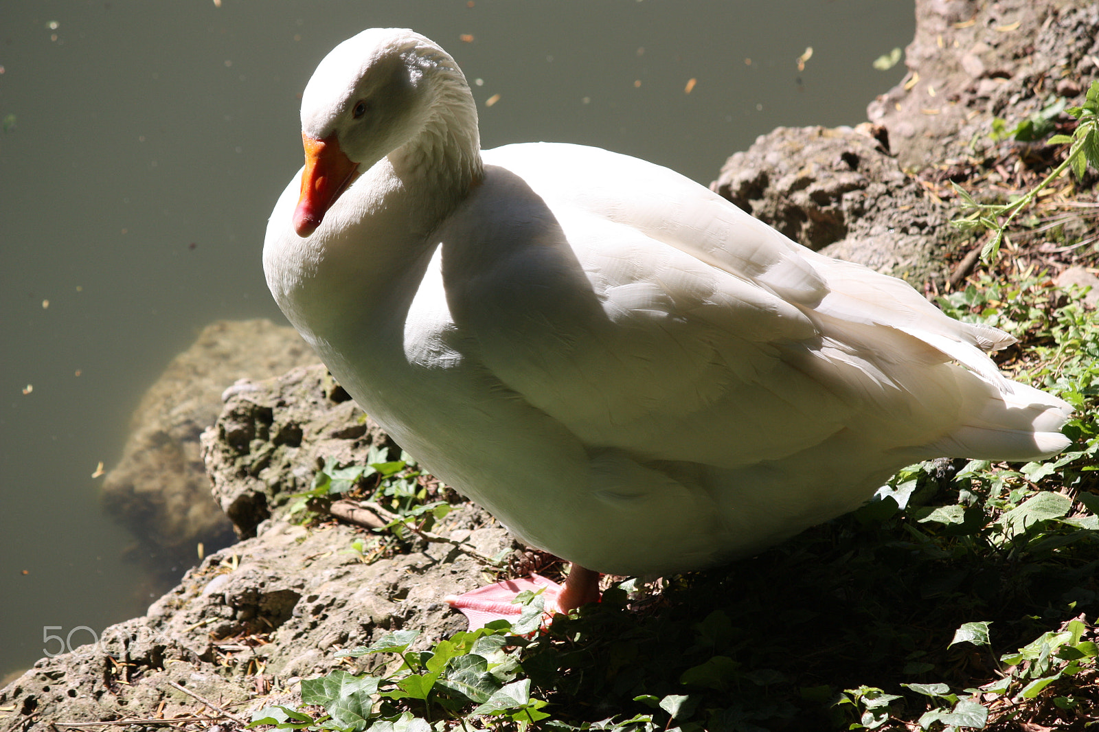 Canon EF-S 55-250mm F4-5.6 IS sample photo. Resting of a goose photography