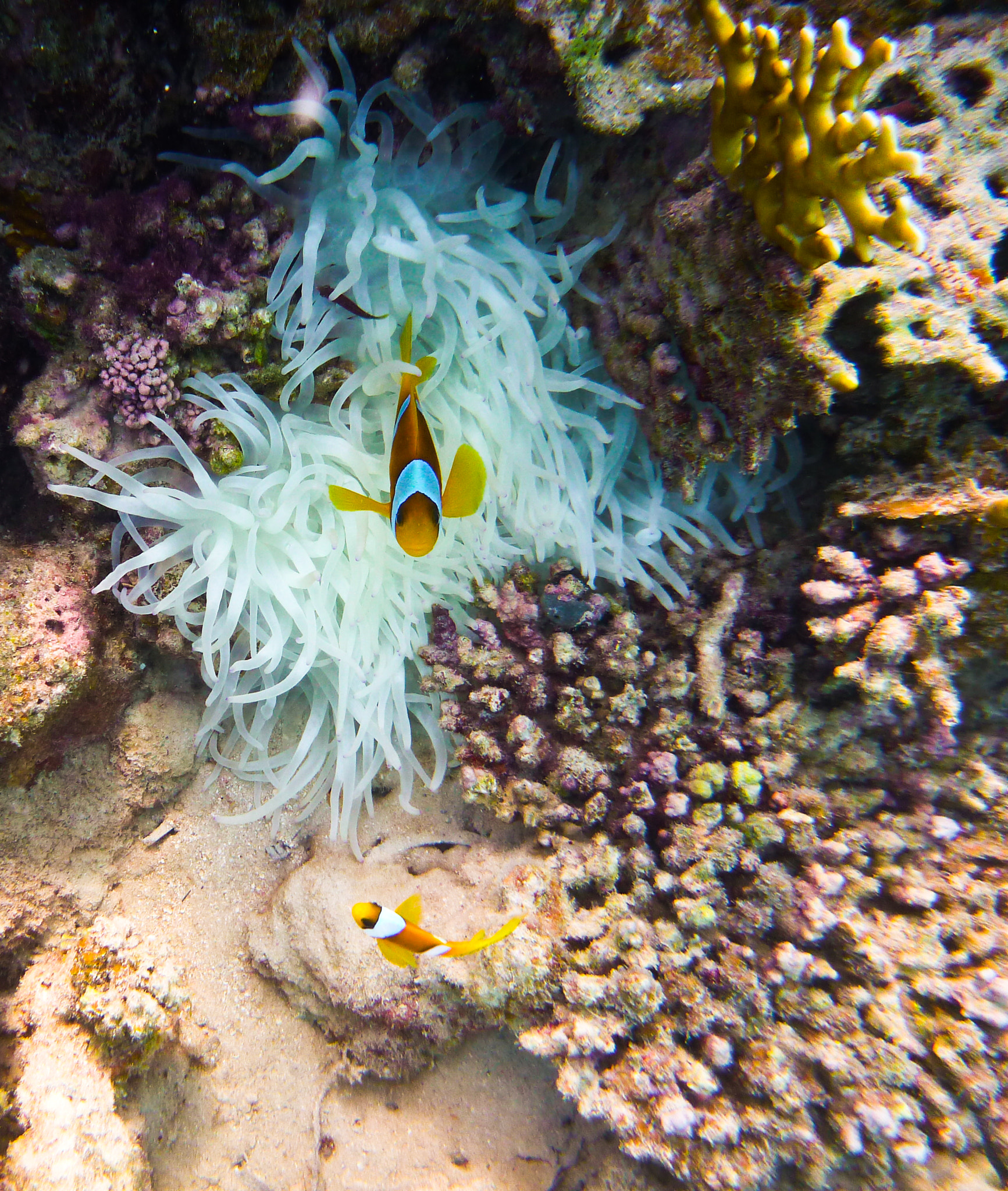 Panasonic DMC-FT3 sample photo. Clownfish, egypt, september 2012 photography