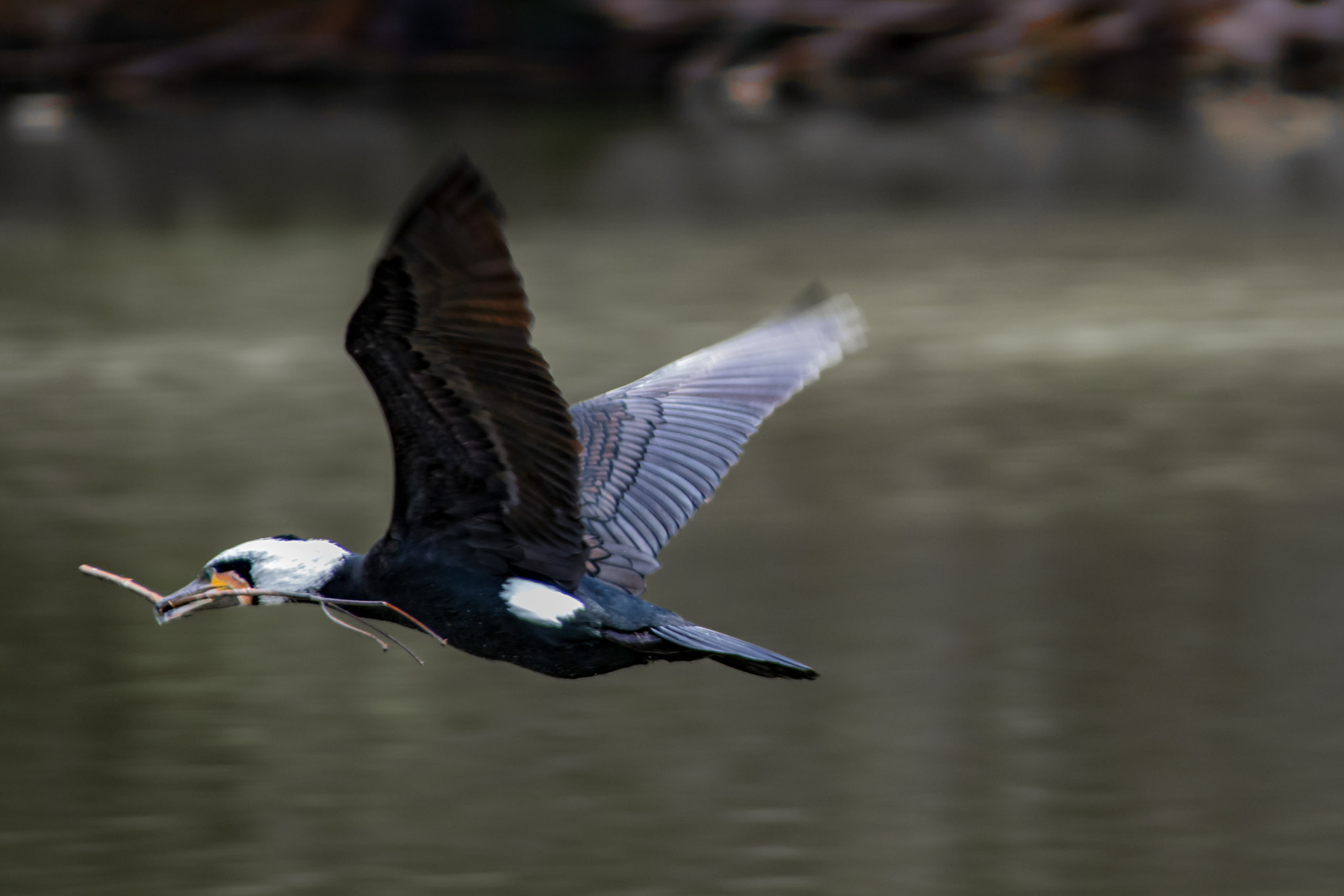 Pentax K-S2 sample photo. Great cormorant photography