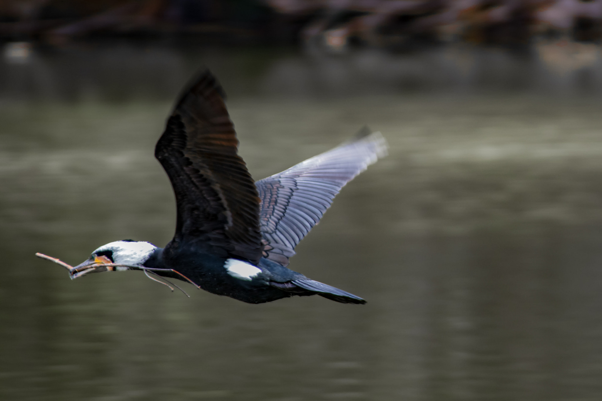 Pentax K-S2 + Sigma sample photo. Great cormorant photography