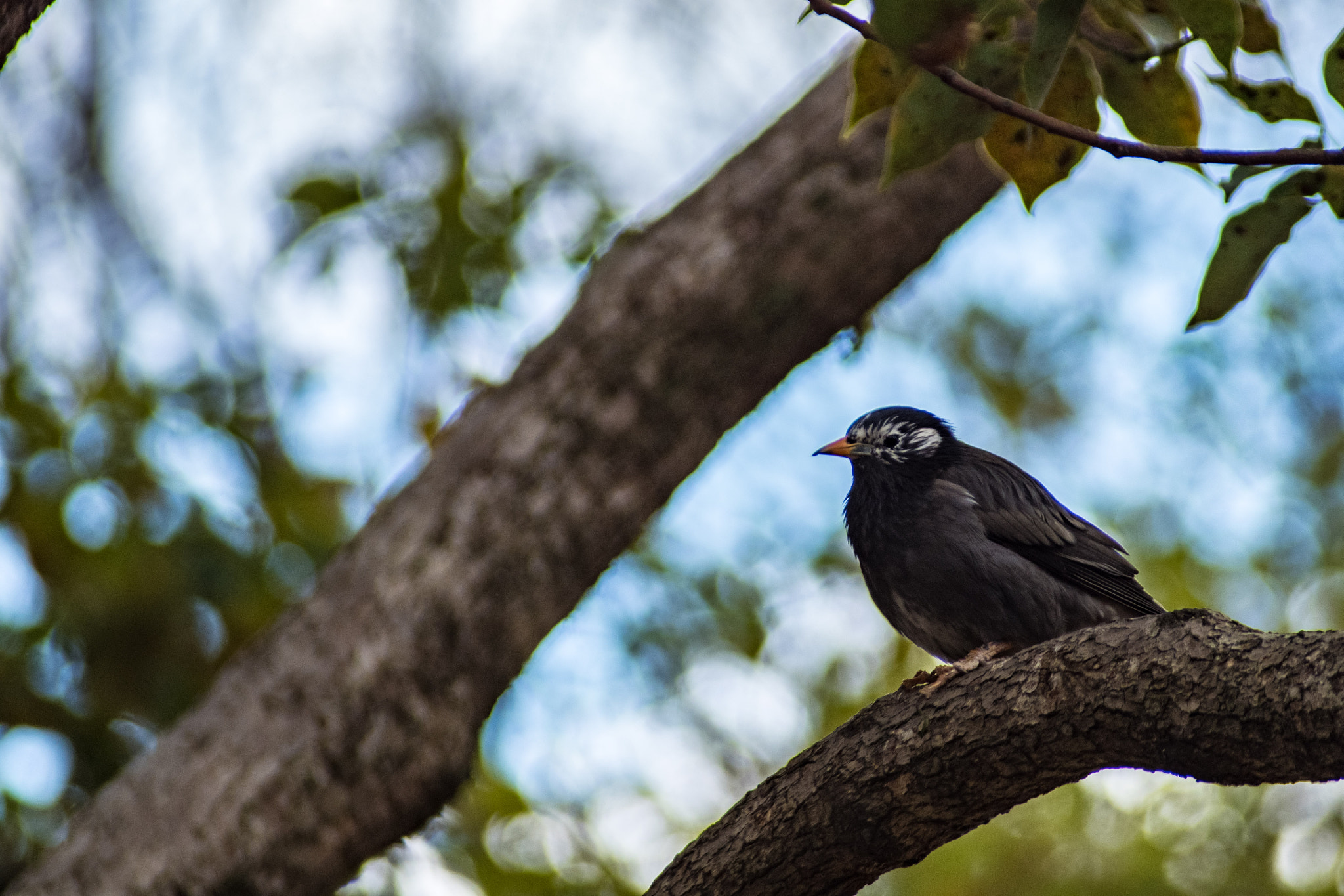 Pentax K-S2 + Sigma sample photo. White-cheeked starling photography