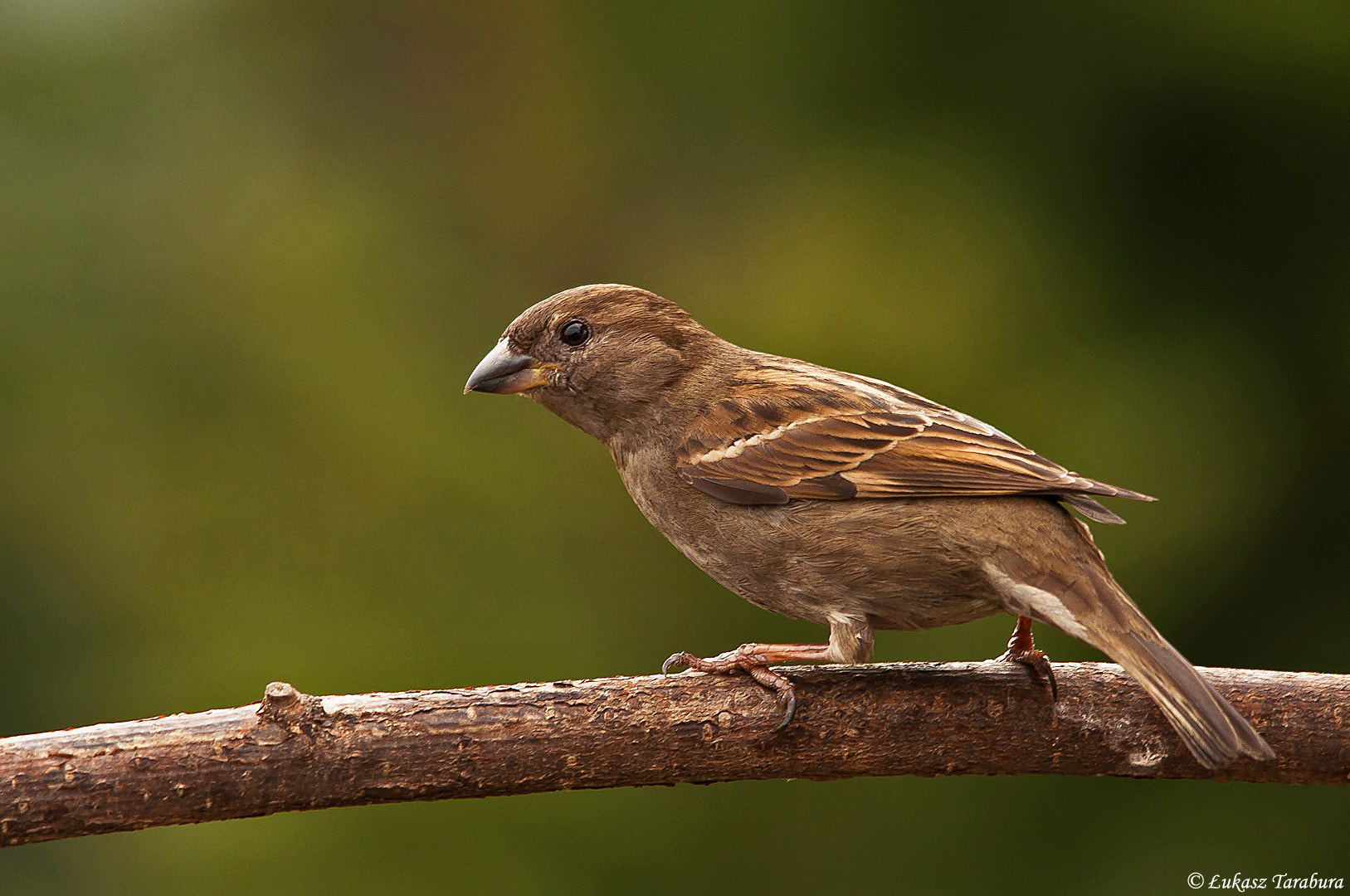 Nikon D90 + Sigma 150-500mm F5-6.3 DG OS HSM sample photo. Sparrow photography