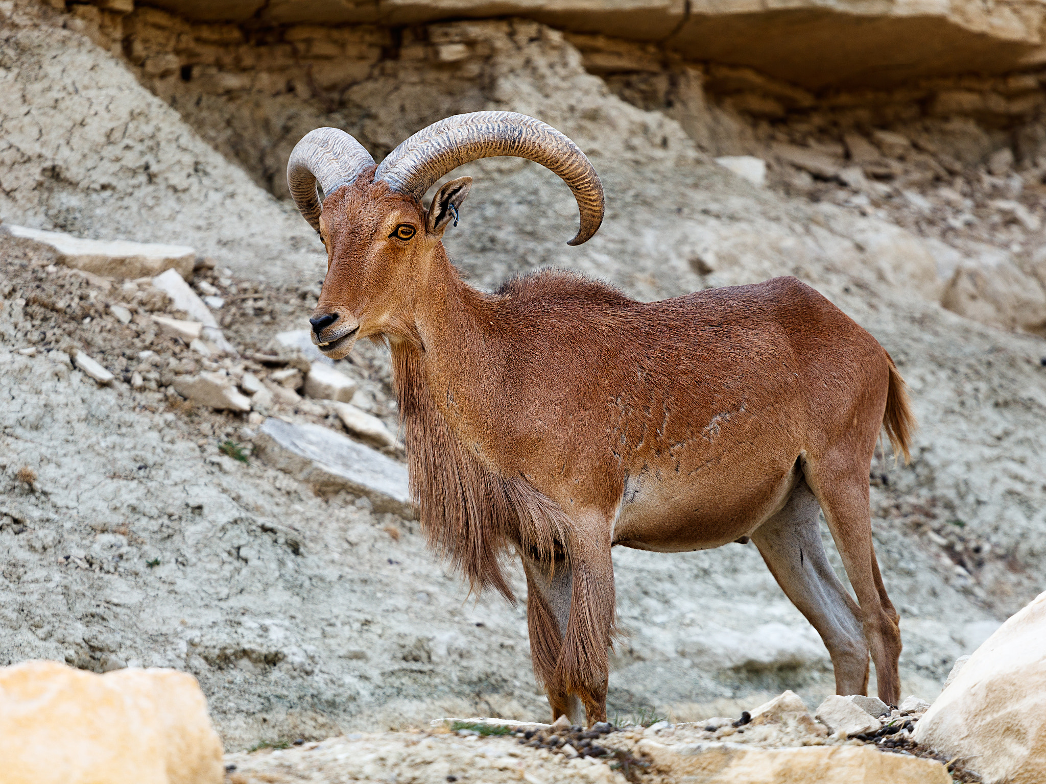 Canon EOS 80D + Canon EF 70-200mm F4L USM sample photo. Arruí (carnero de berbería) photography