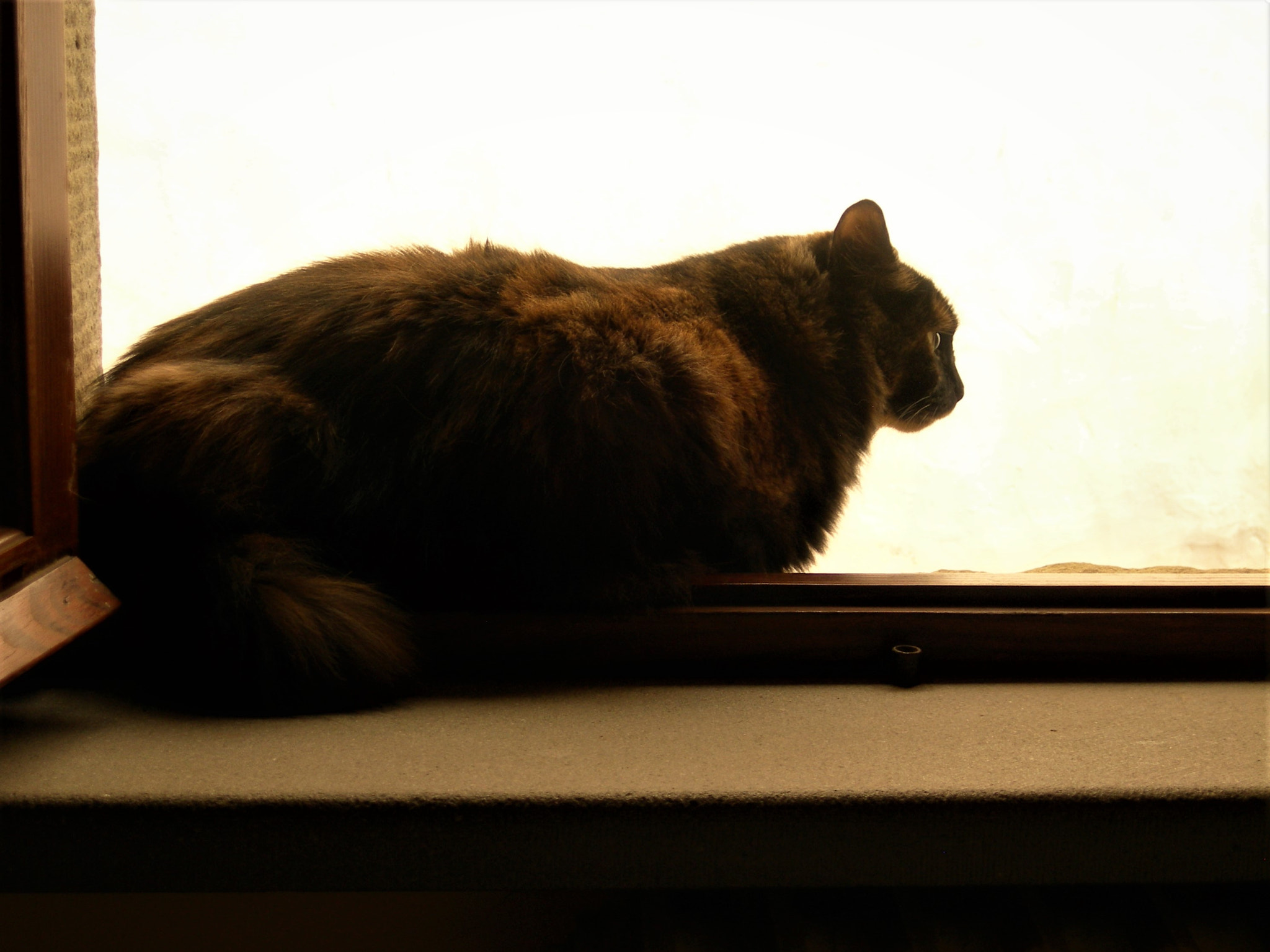 Nikon E7900 sample photo. Feline contemplations photography