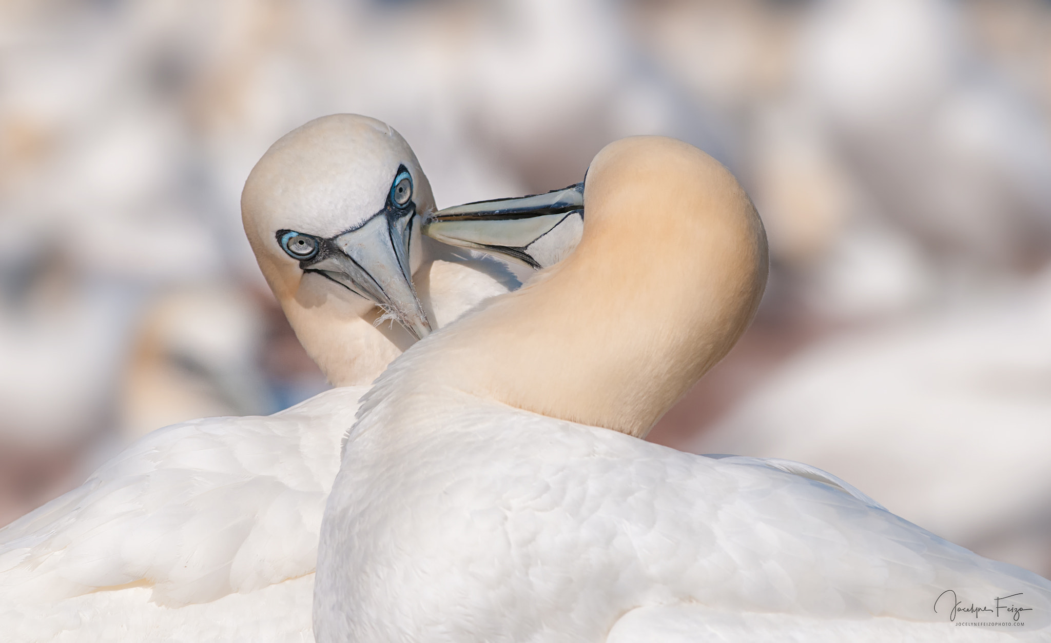 Nikon D300 + Nikon AF-S Nikkor 300mm F4D ED-IF sample photo. Tenderness photography