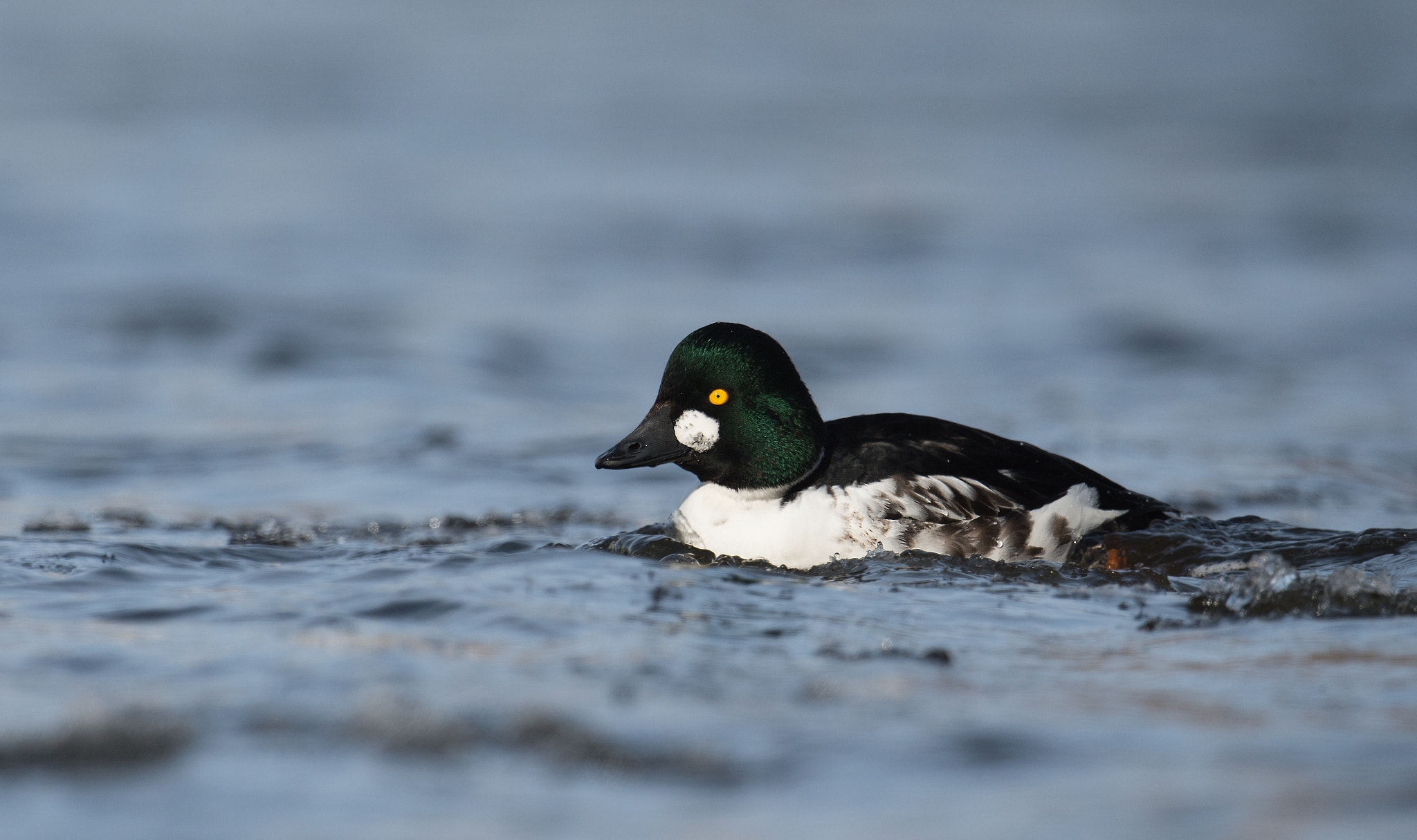 Nikon AF-S Nikkor 800mm F5.6E FL ED VR sample photo. Garrot a oeil d'or, bucephala clangula, common goldeneye photography