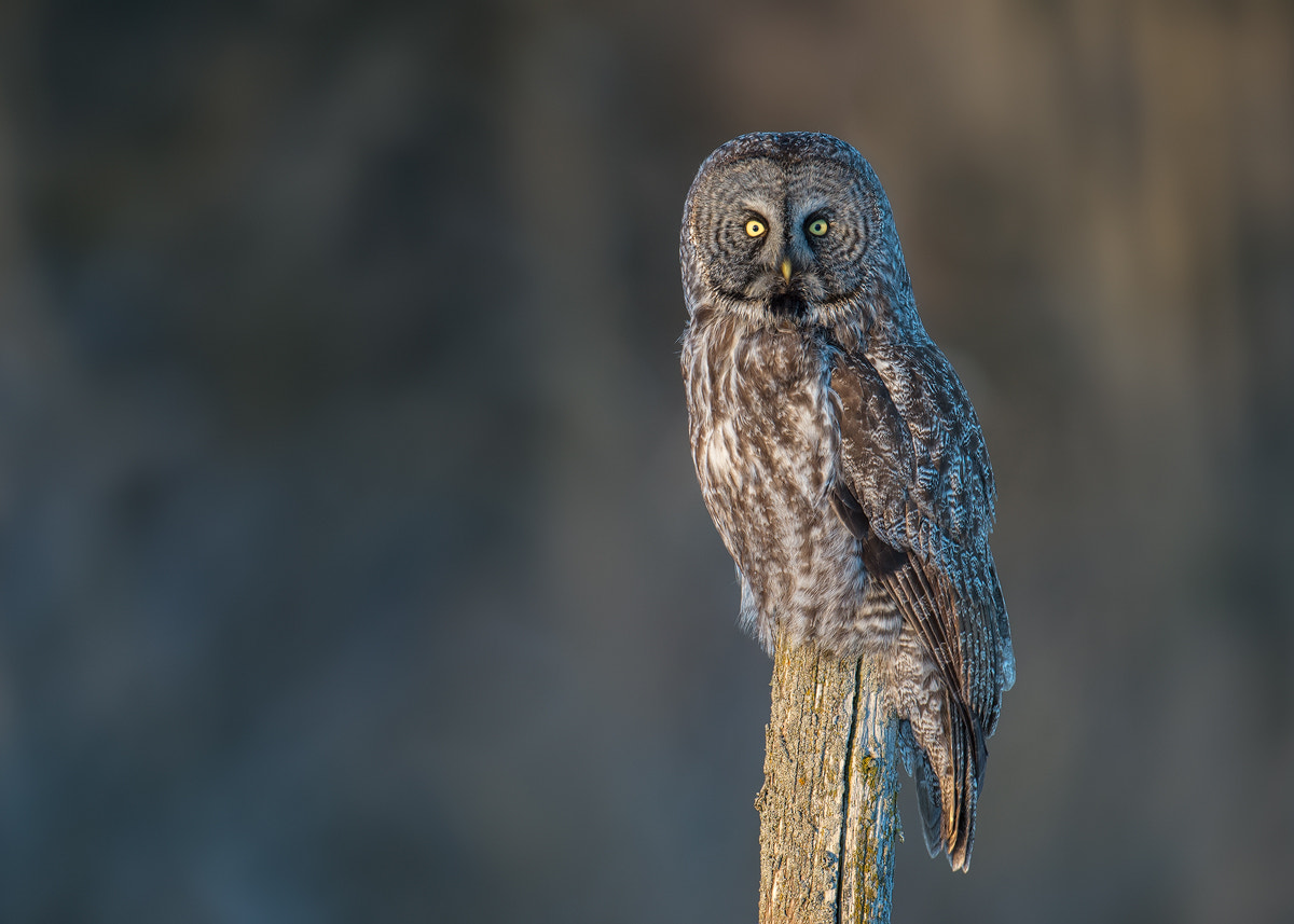 Nikon AF-S Nikkor 500mm F4D ED-IF II sample photo. Great gray owl photography