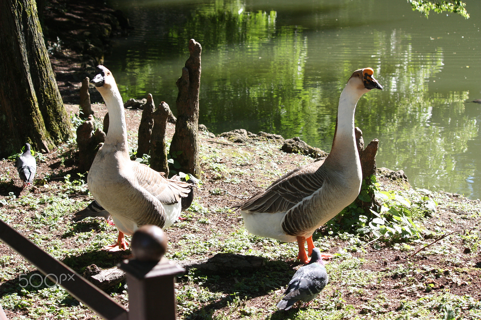 Canon EF-S 55-250mm F4-5.6 IS sample photo. Geese on a lake river photography