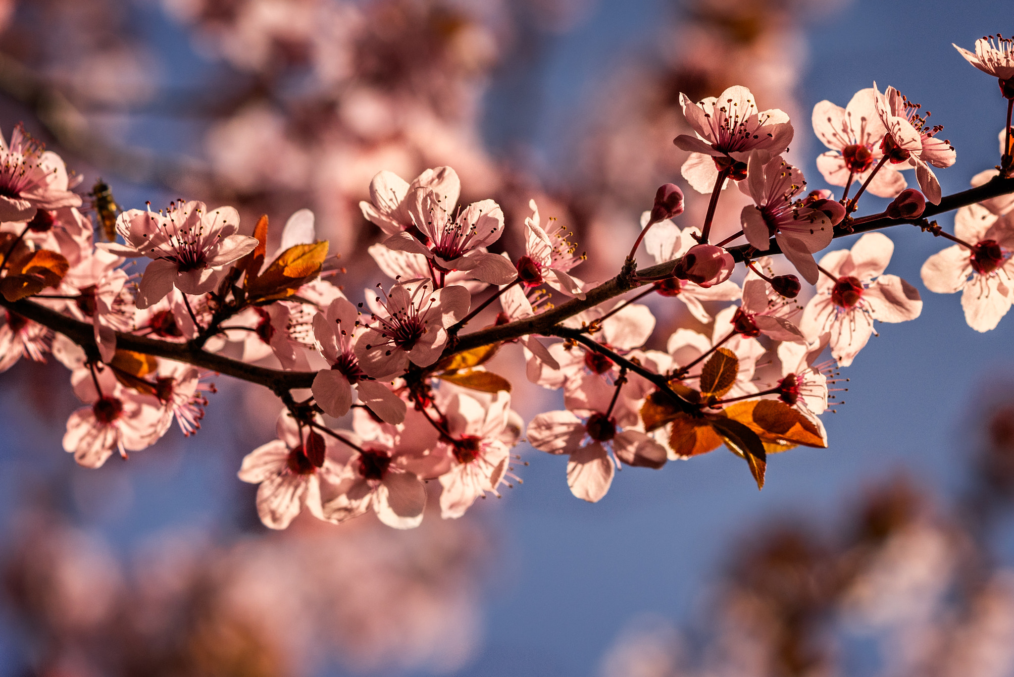 Sony a7R sample photo. Flowering plum photography