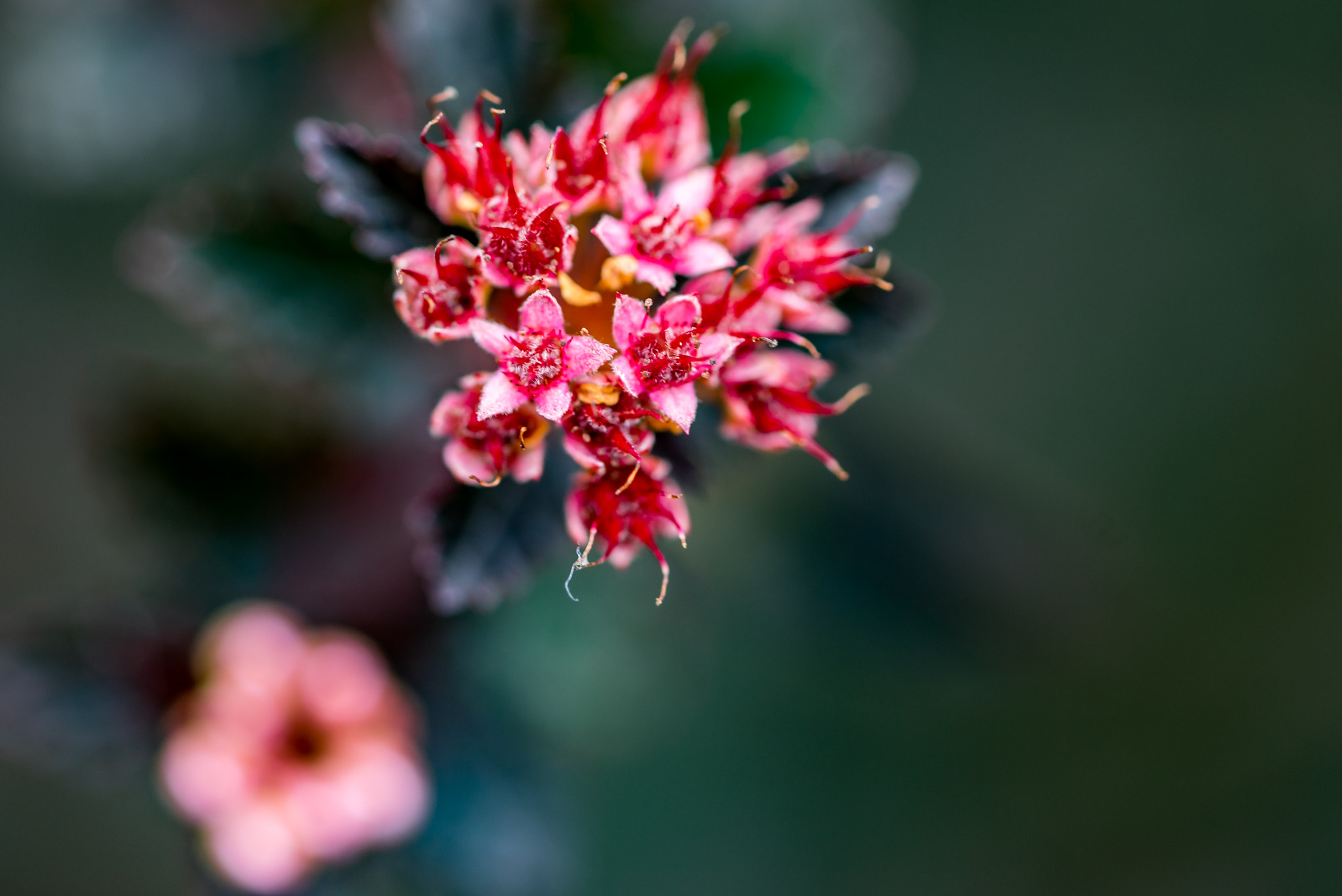 Sony a7R + Sony FE 90mm F2.8 Macro G OSS sample photo. Nine-bark blossom photography