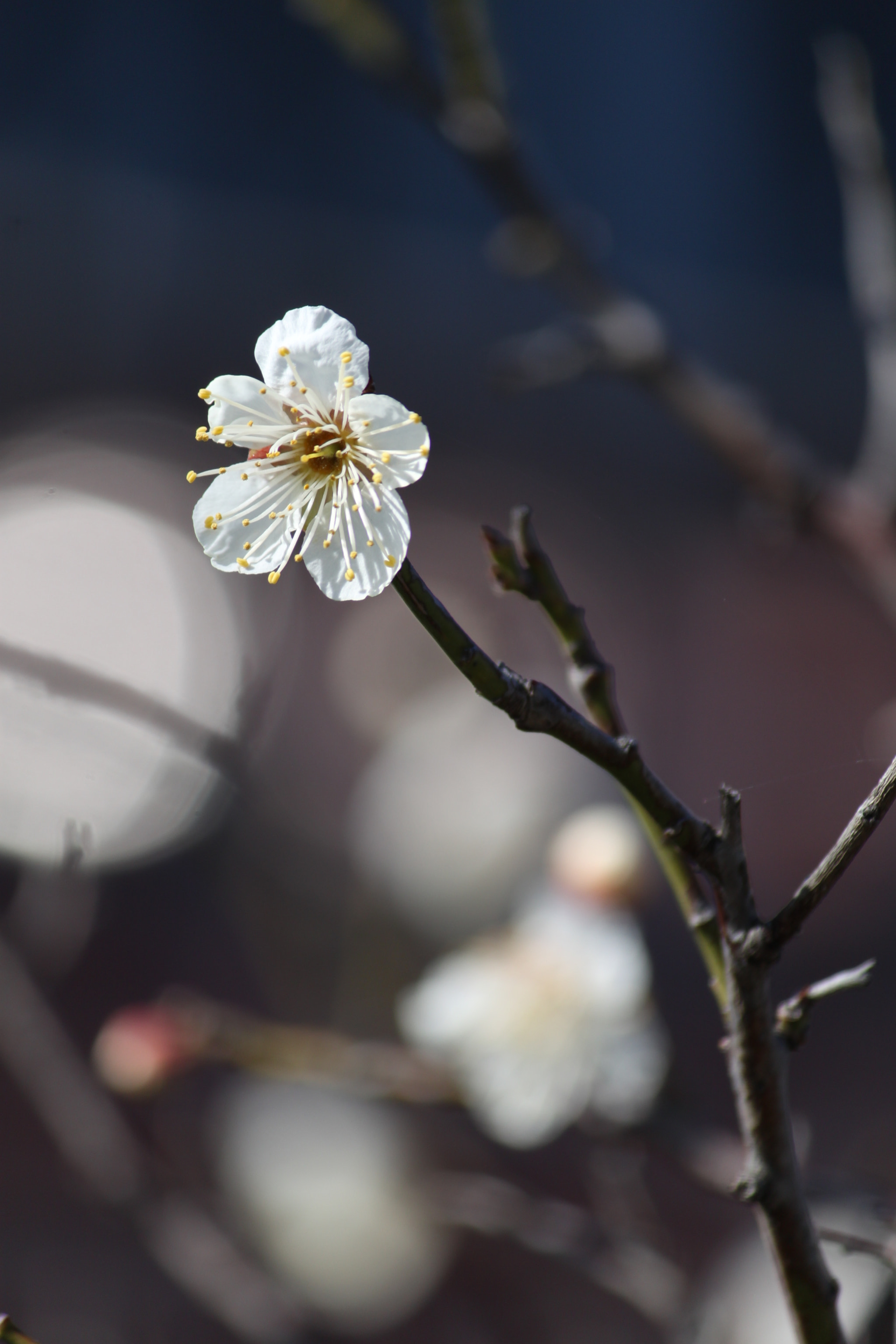 Canon EF-S 55-250mm F4-5.6 IS sample photo