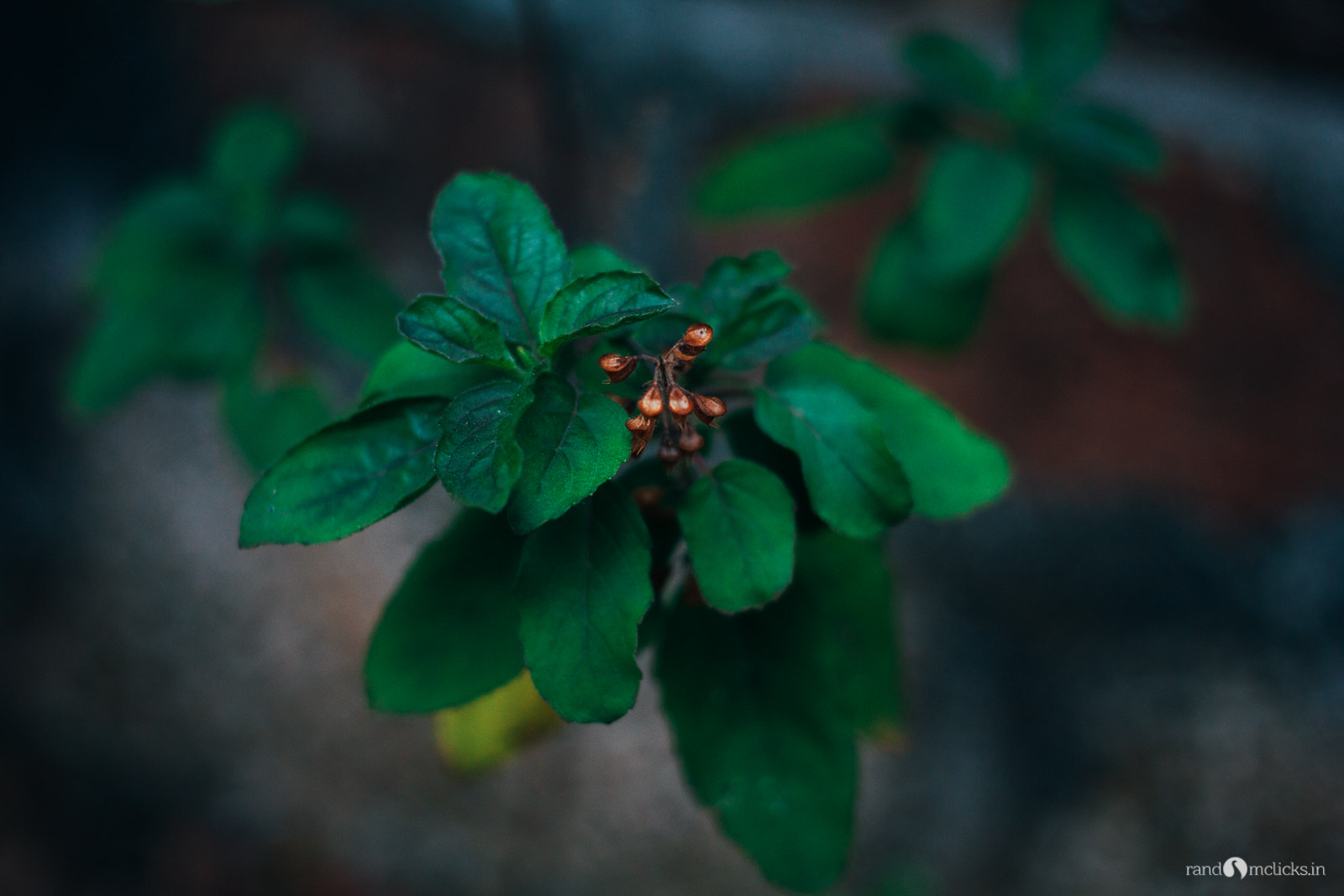 Canon EOS 60D + Canon EF 40mm F2.8 STM sample photo. Sacred photography