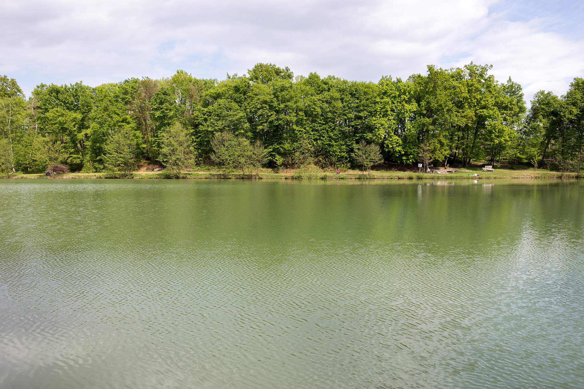 Canon EOS 6D + Canon EF 28mm F2.8 sample photo. From the archives: forest no more april 2014. photography