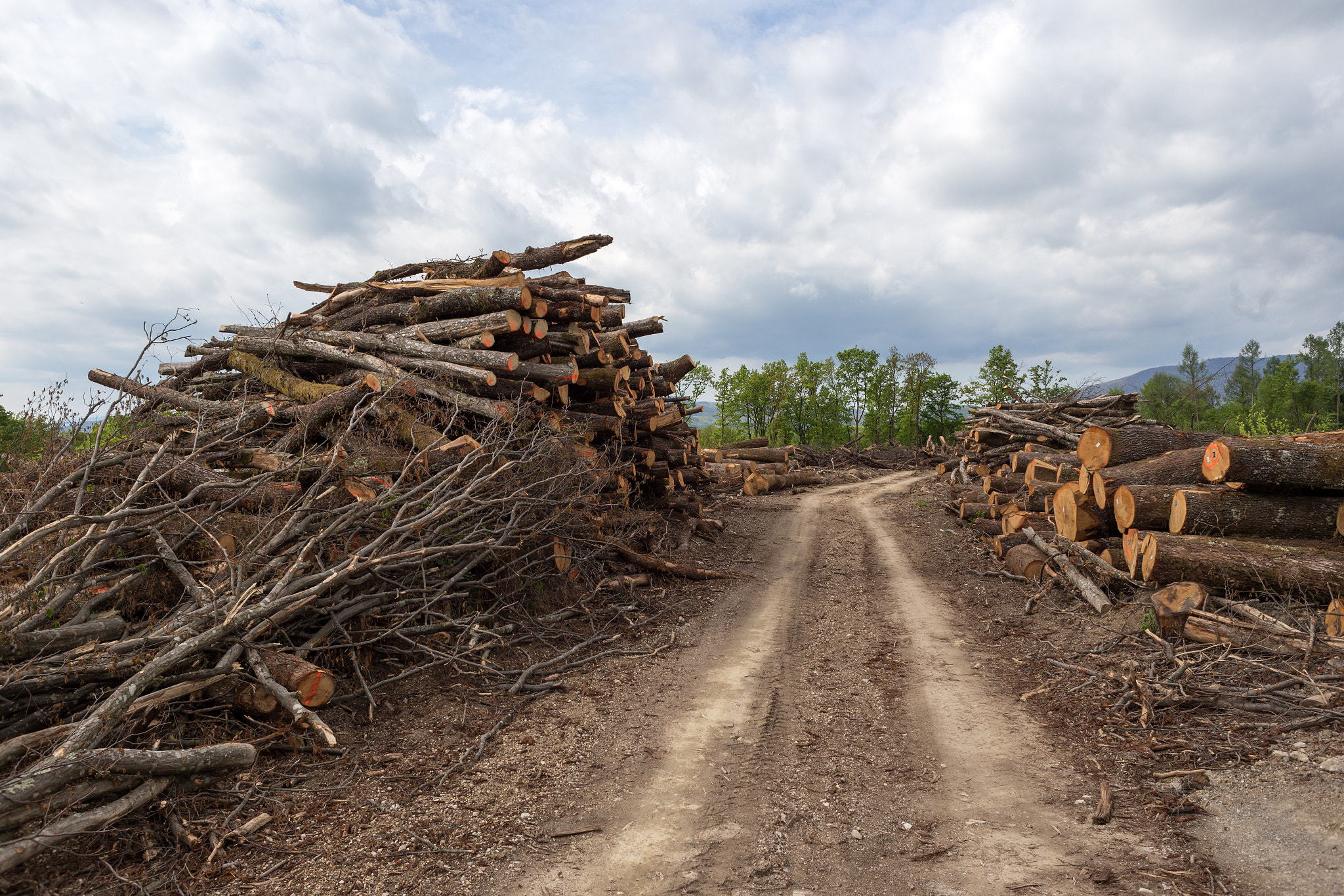 Canon EF 28mm F2.8 sample photo. From the archives: forest no more april 2014. photography