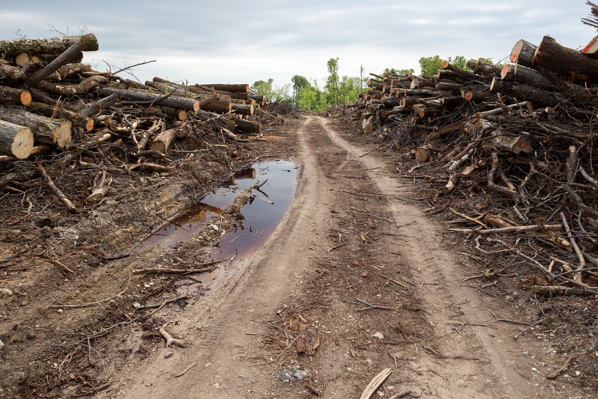 Canon EOS 6D + Canon EF 28mm F2.8 sample photo. From the archives: forest no more april 2014. photography