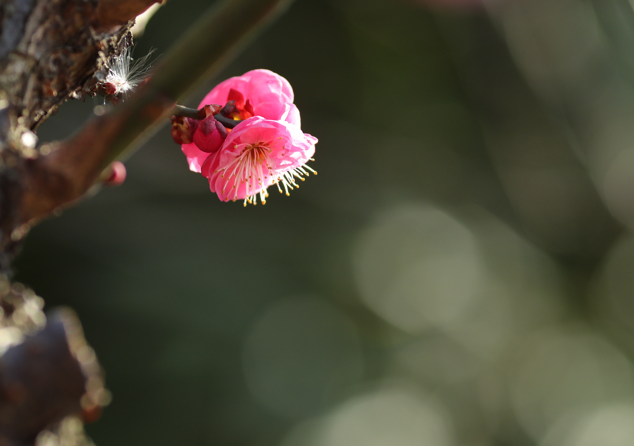 Canon EOS-1D X Mark II sample photo