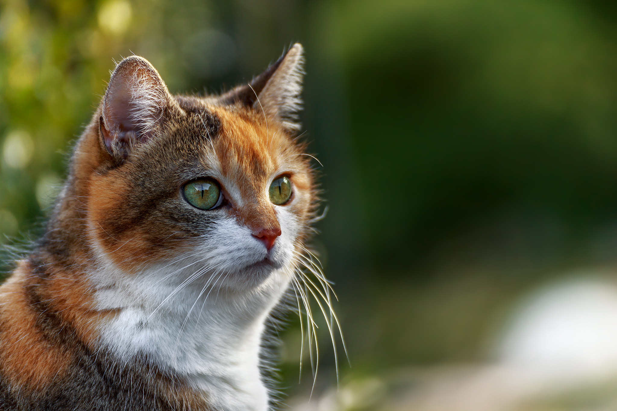 Tamron SP 35mm F1.8 Di VC USD sample photo. Maja portrait photography