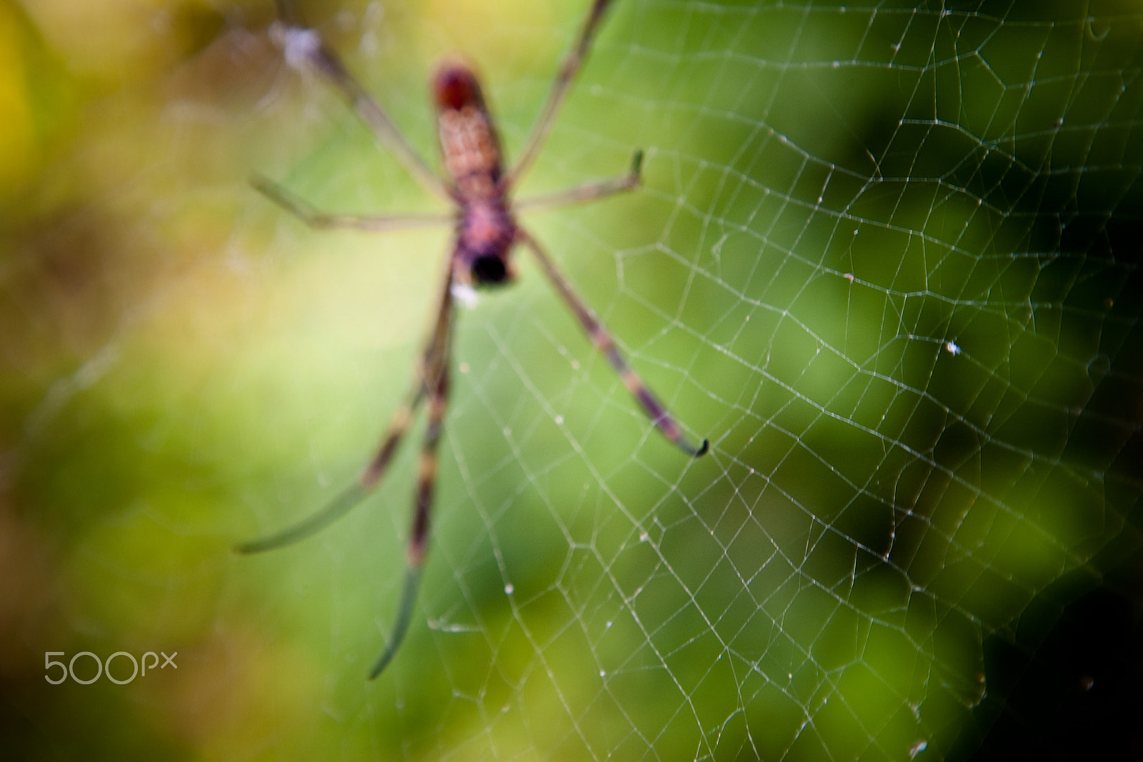 Canon EOS 5D sample photo. Spider photography