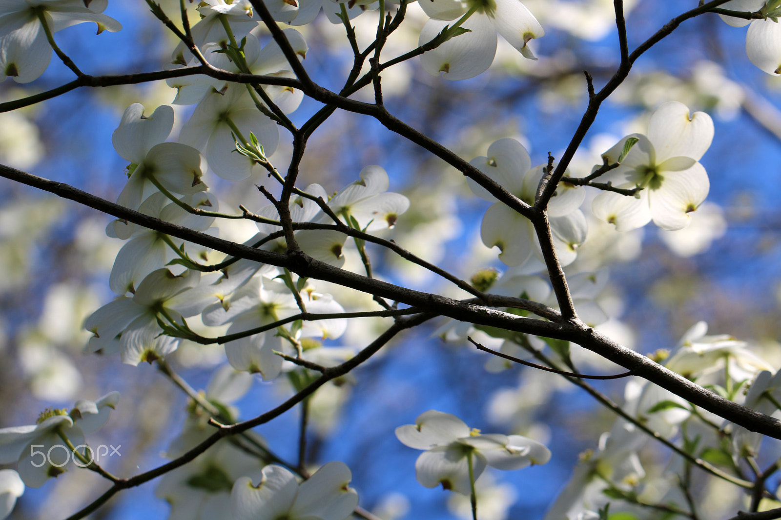 Canon EF 100mm F2.8L Macro IS USM sample photo. Dogwood 1642 photography