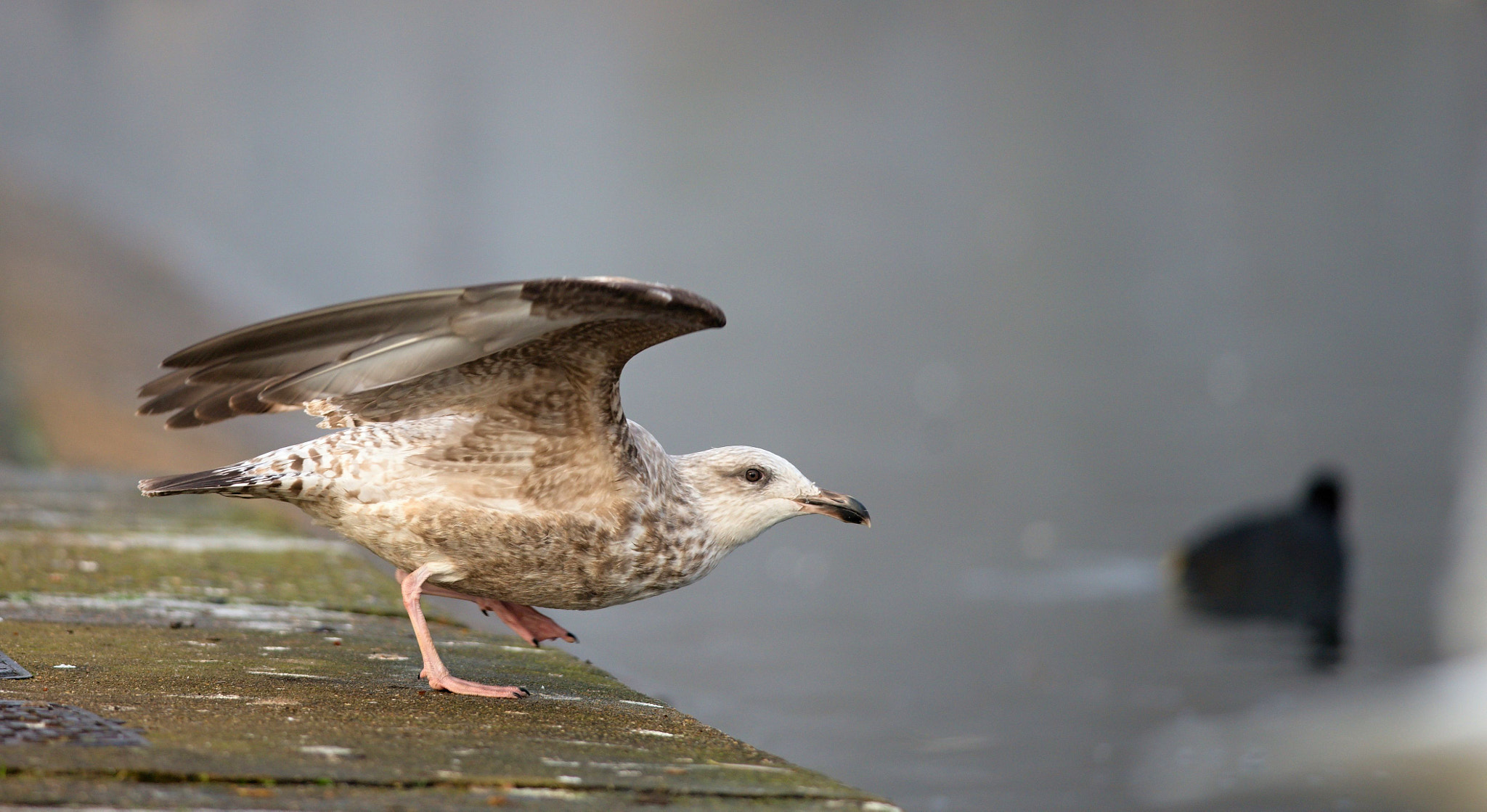 Nikon D610 sample photo. Great black-backed gull photography