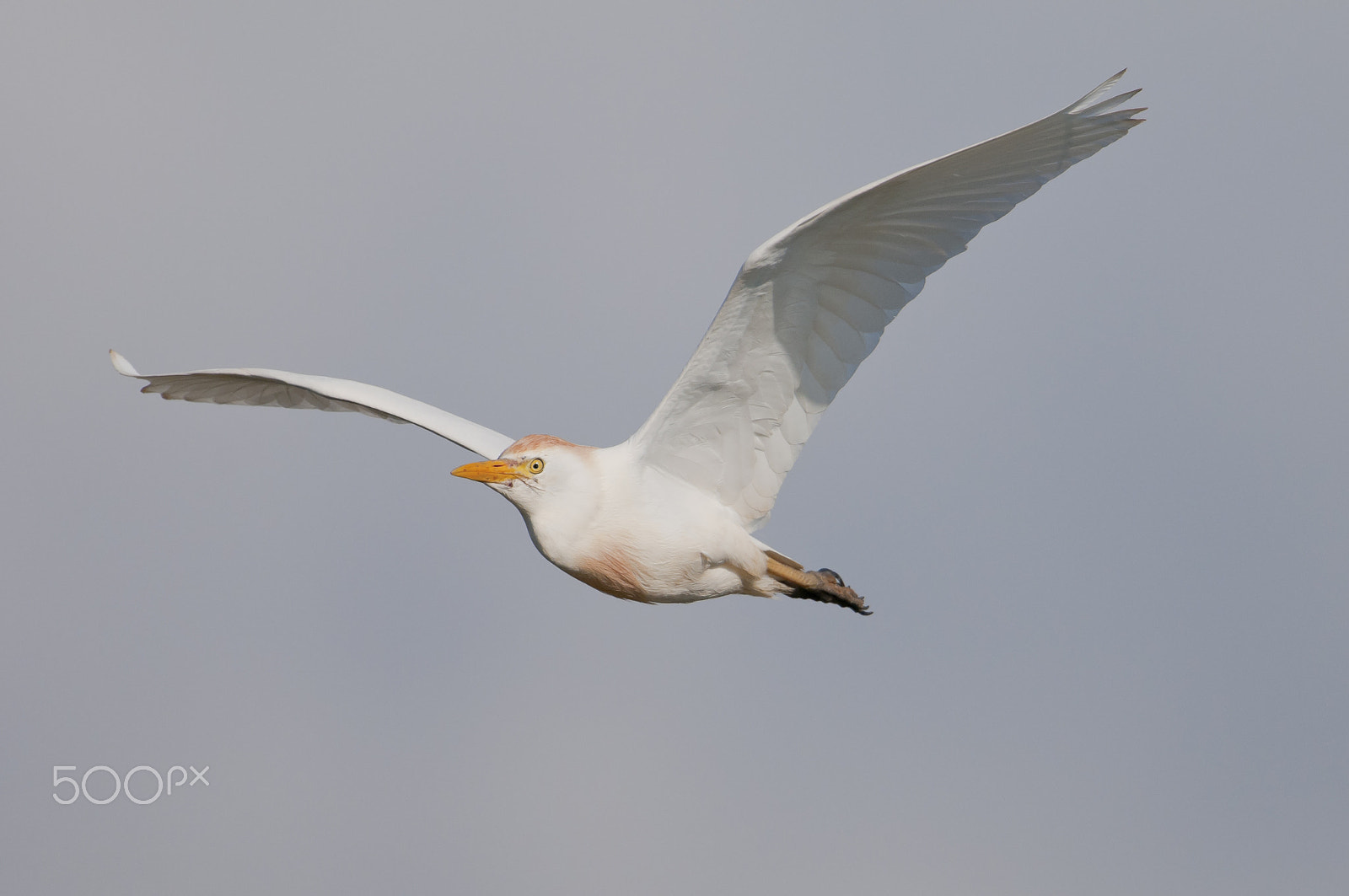 Nikon D300 sample photo. Kuhreiher, bubulcus ibis, cattle egret photography