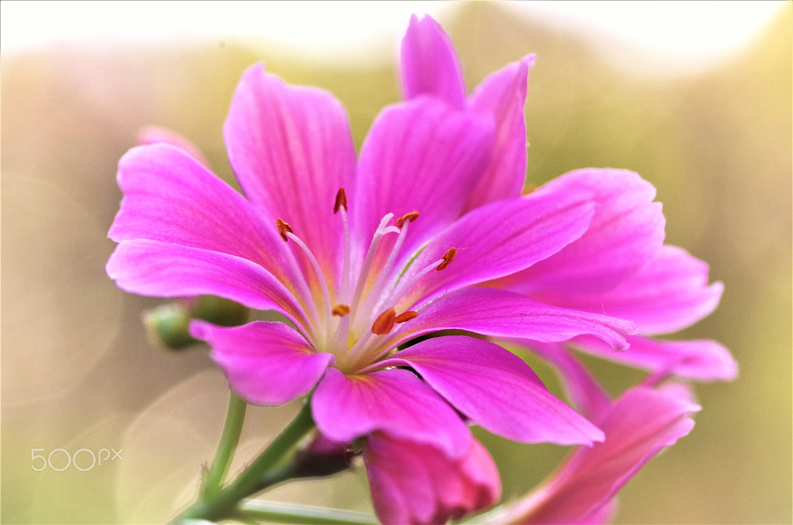 Pentax K-50 sample photo. Lewisia photography