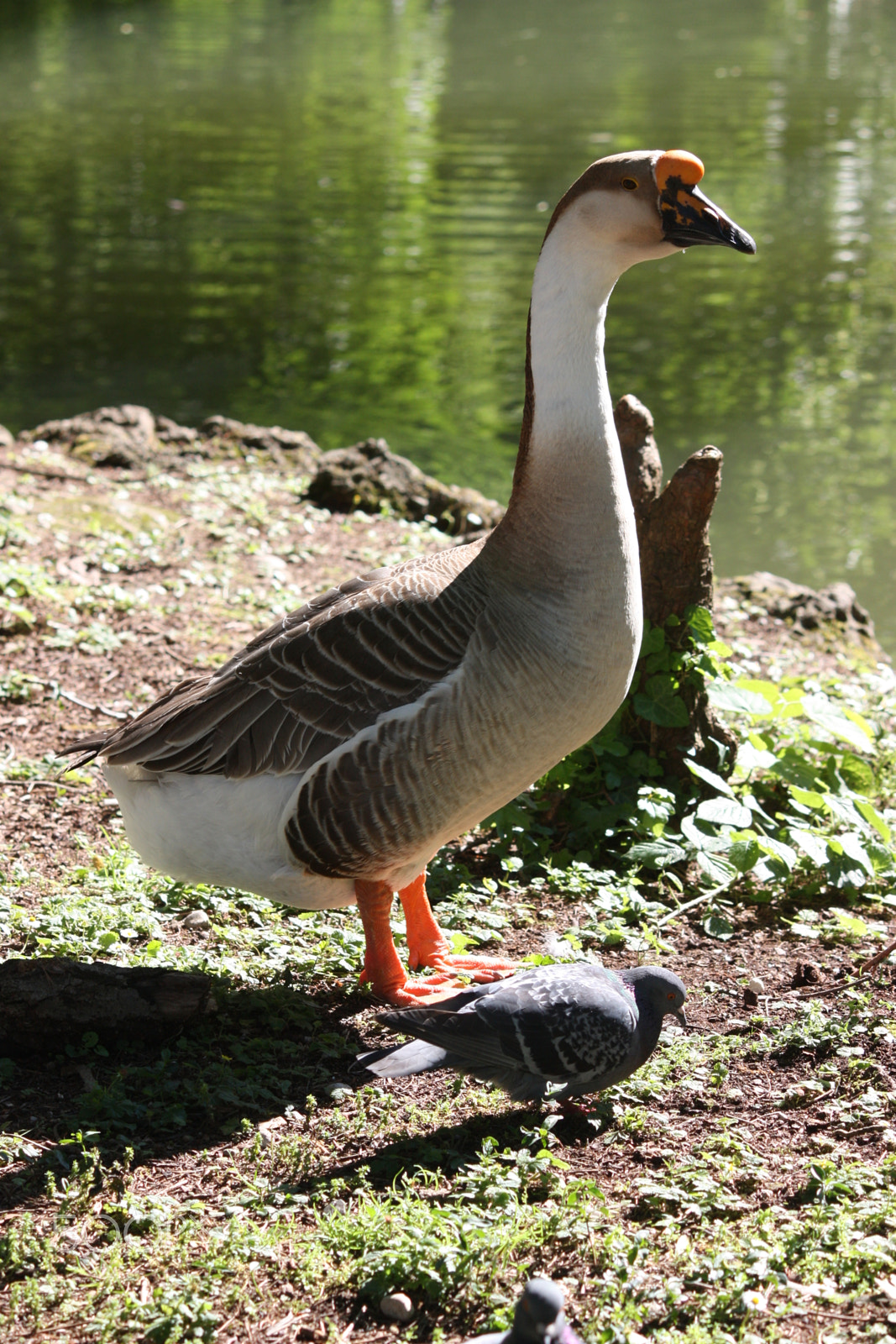 Canon EF-S 55-250mm F4-5.6 IS sample photo. Goose and pigeon photography
