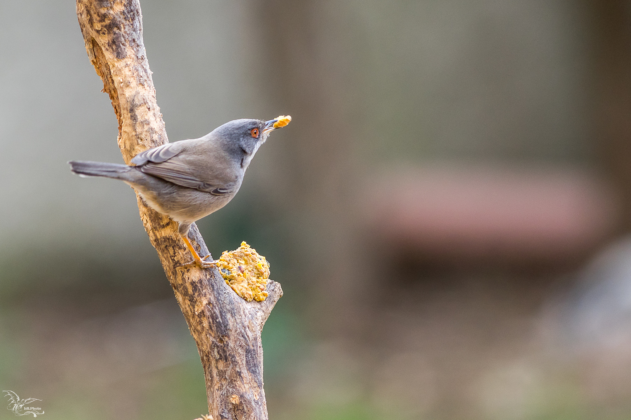 Pentax K-3 II + Pentax smc DA* 300mm F4.0 ED (IF) SDM sample photo. Fauvette melanocephale femelle photography