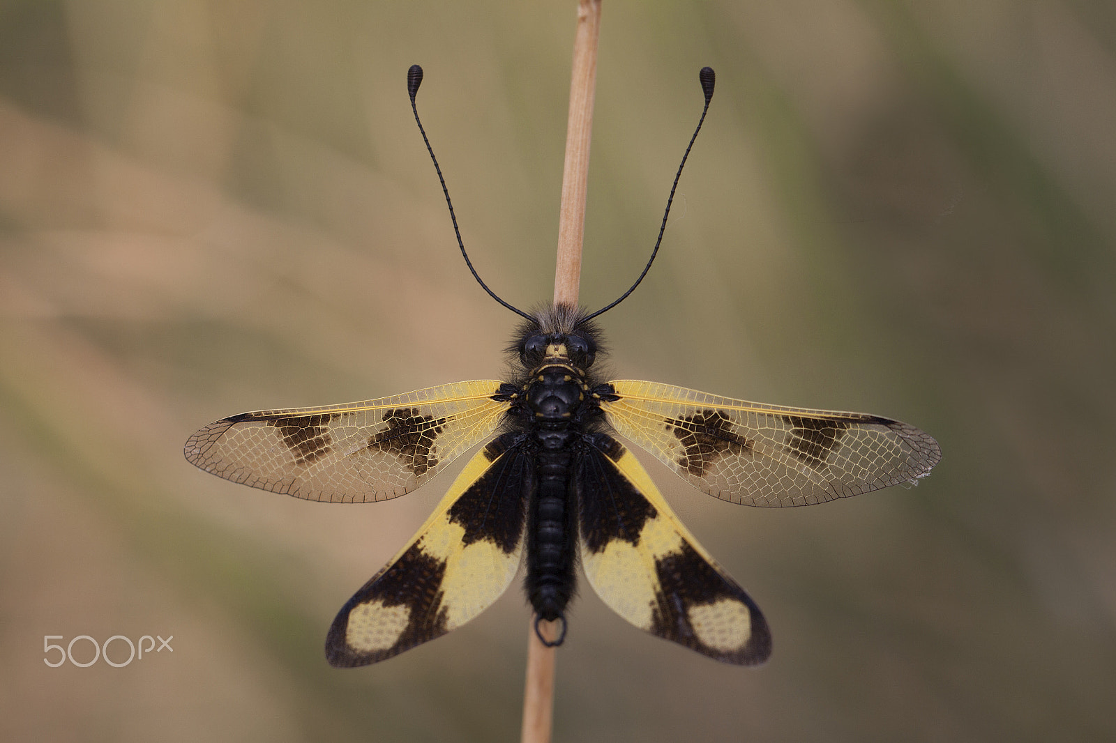 Canon EF 100mm F2.8L Macro IS USM sample photo. Macaronius owlfly photography