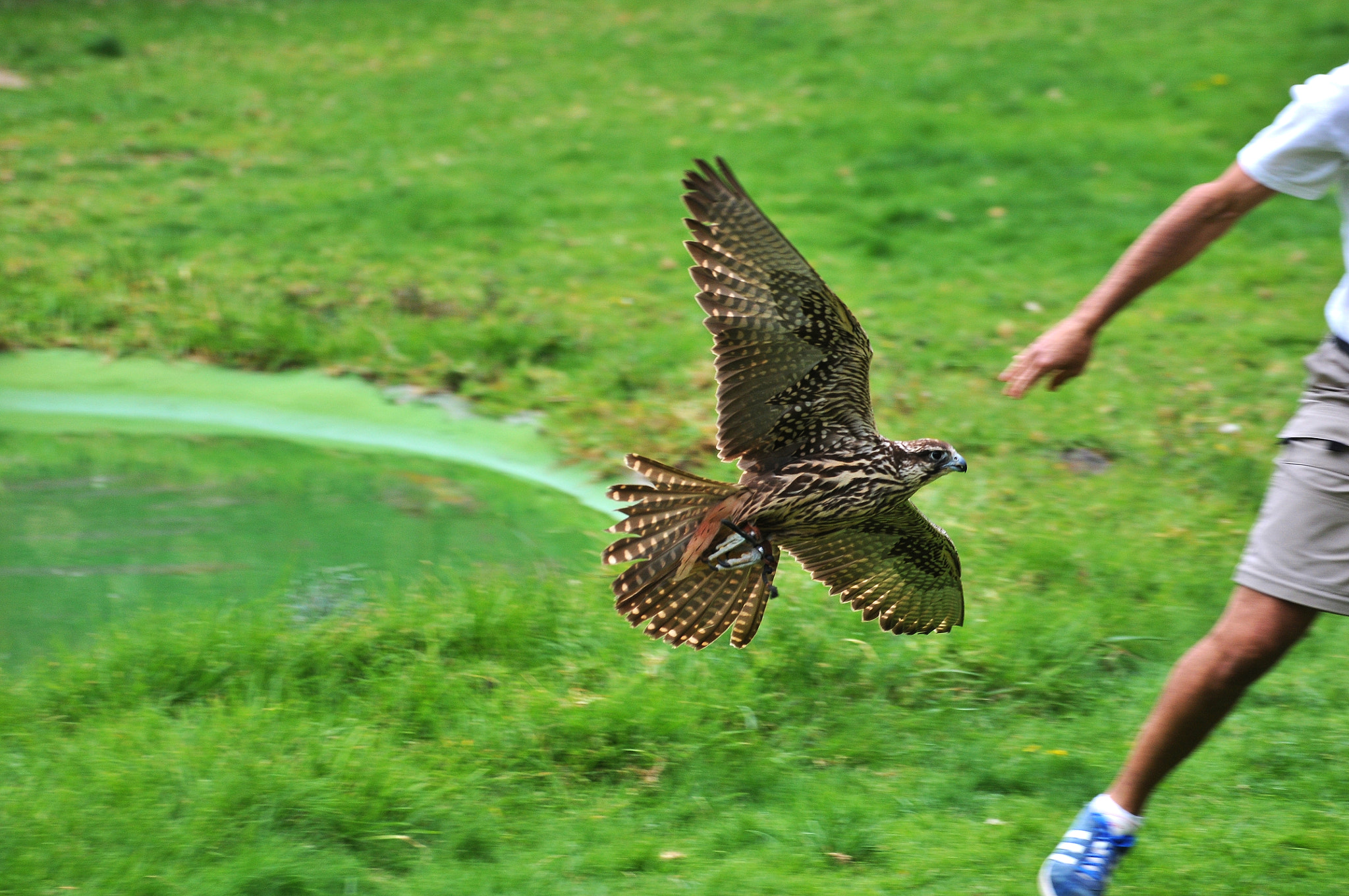 Nikon D300 sample photo. Falcon attacking :) photography