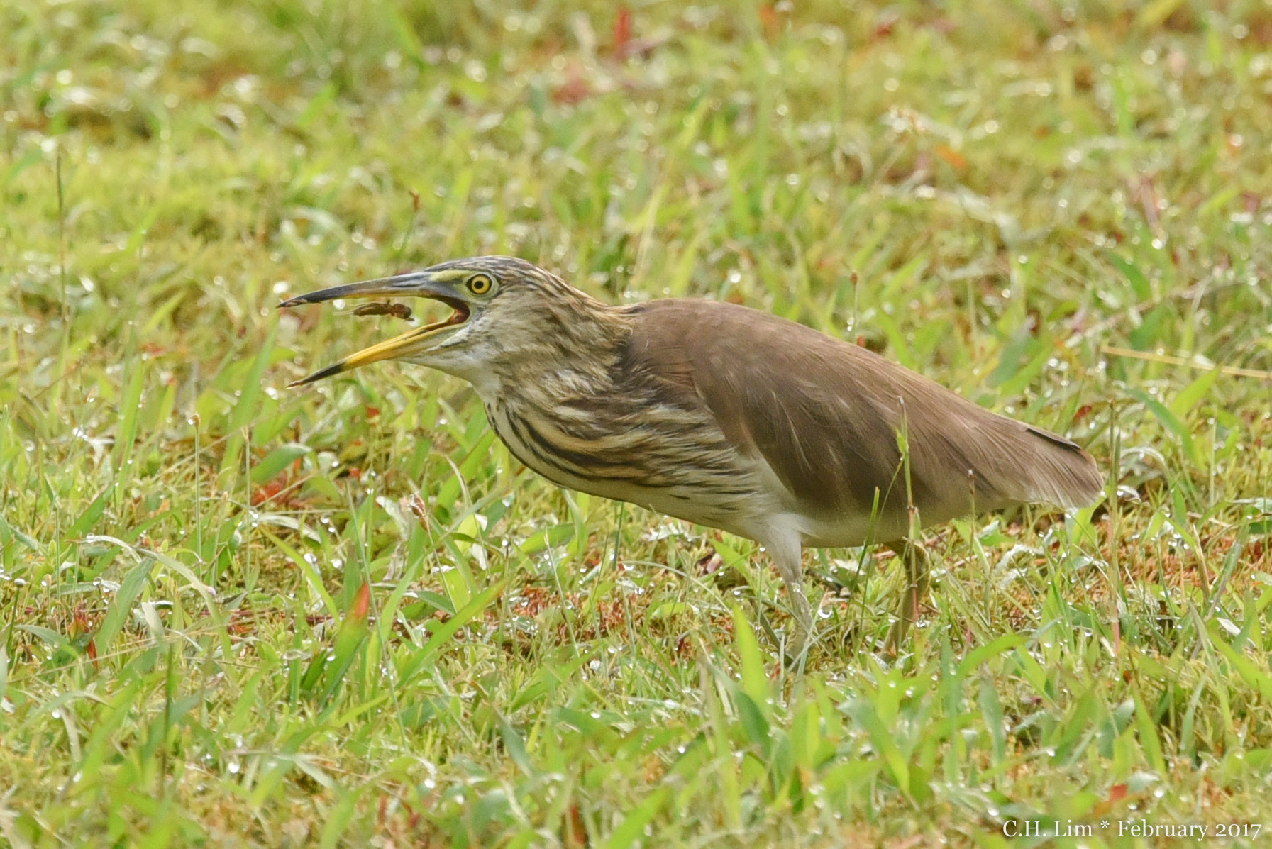 Nikon Nikkor AF-S 300mm F4E PF ED VR sample photo. Gotcha! photography
