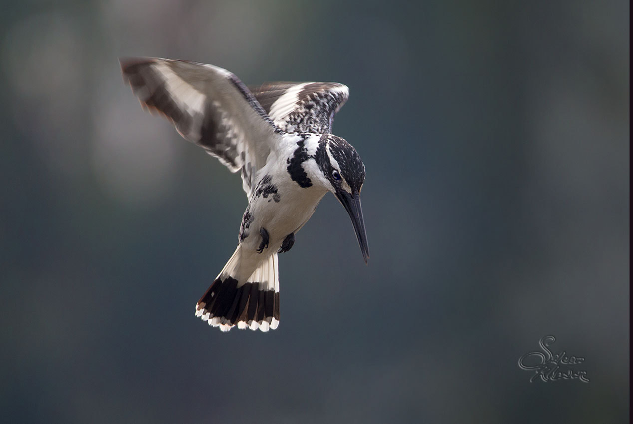 Sigma 150-600mm F5-6.3 DG OS HSM | C sample photo. In search of snack photography