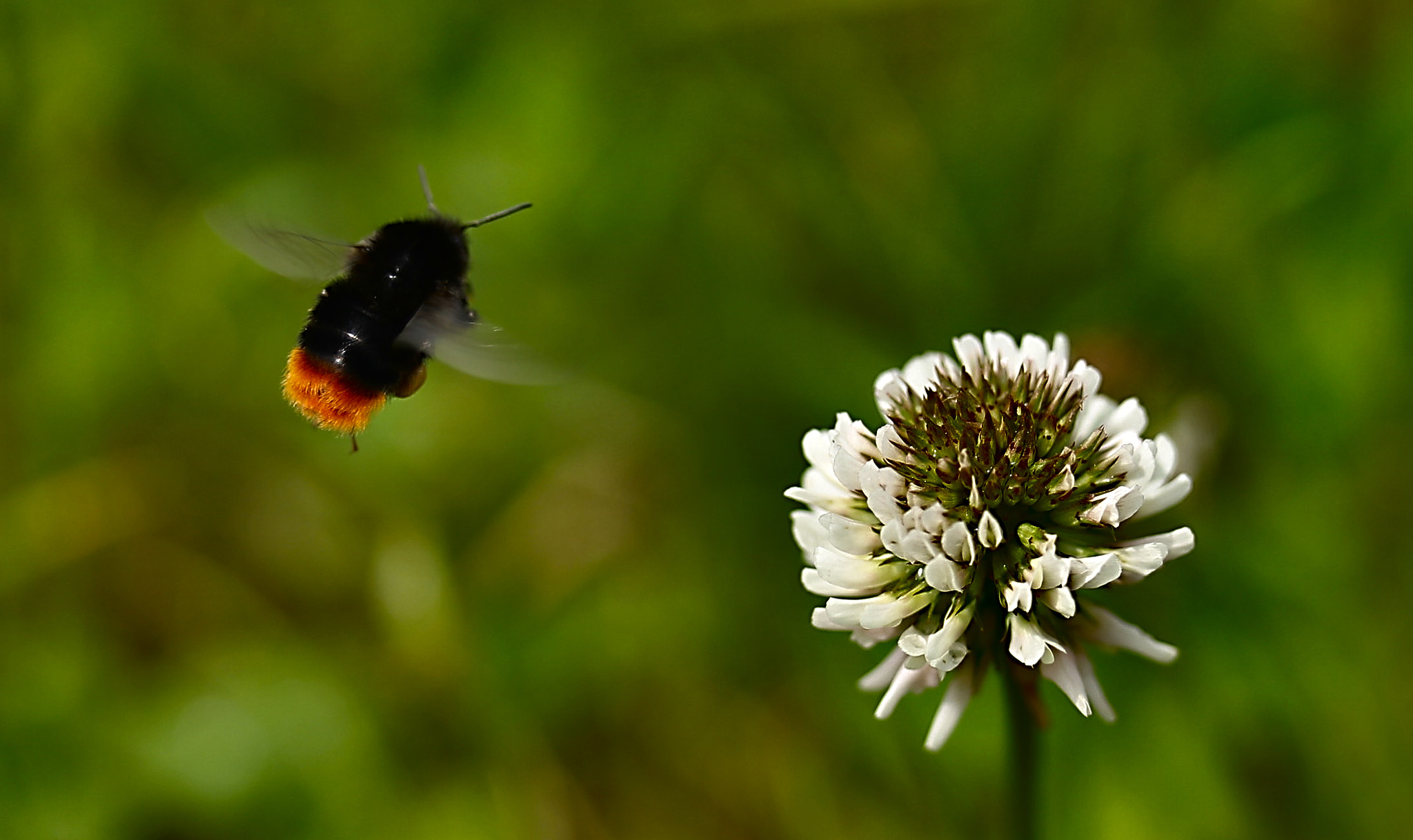 Canon EF-S 60mm F2.8 Macro USM sample photo. Bumblebee photography