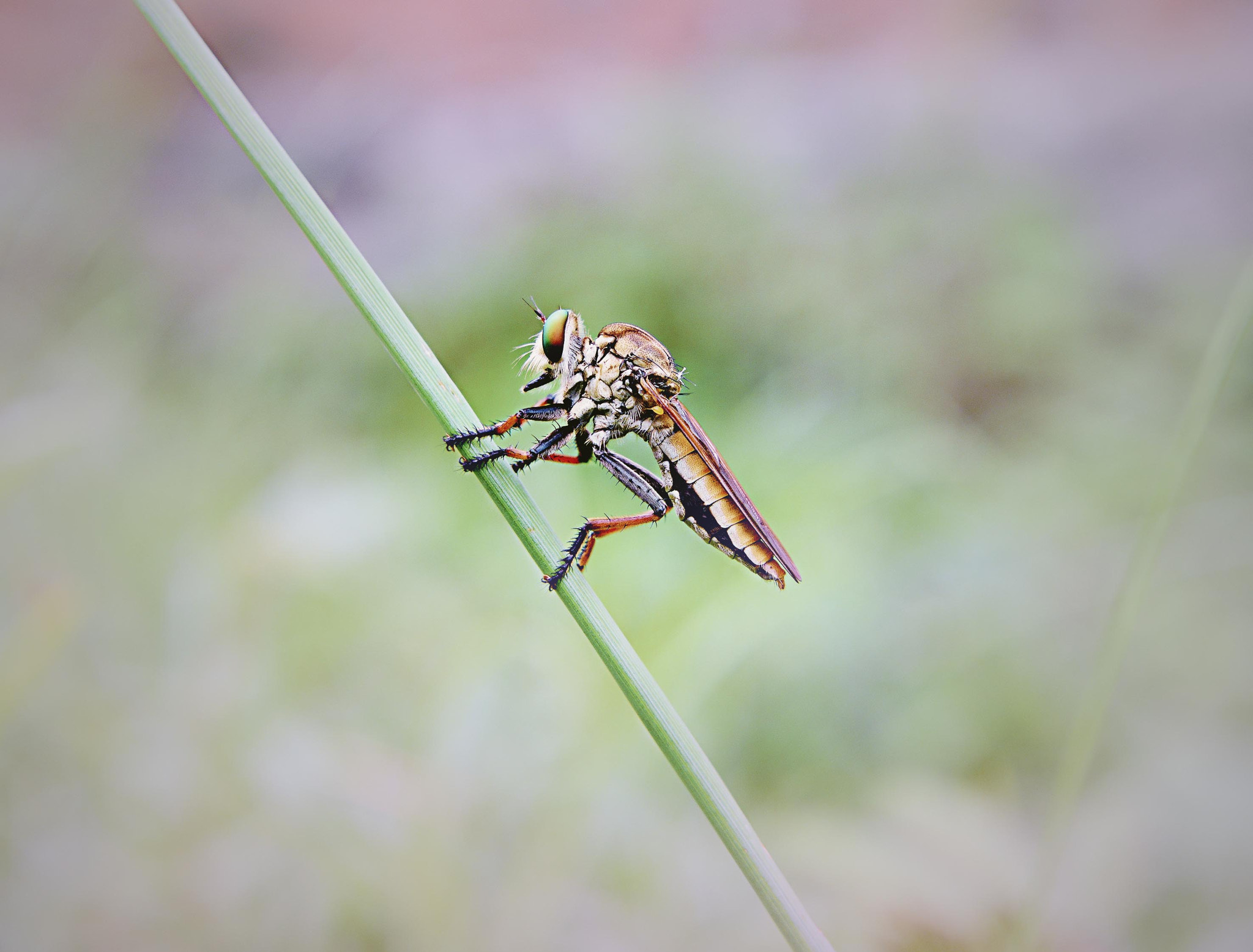 Nikon D800 sample photo. Hungry photography