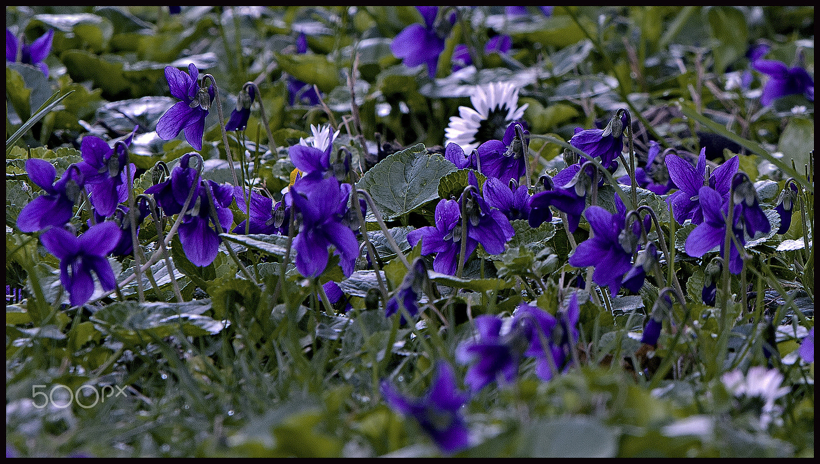 Canon EOS 60D sample photo. Spring ahead - violets  -  anticipo di primavera - viole photography