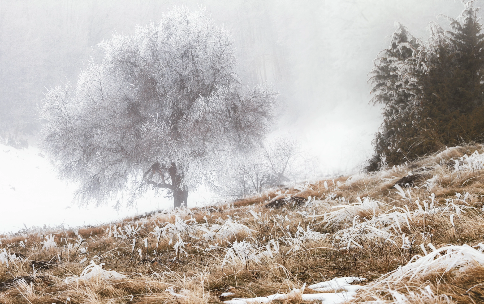 Canon EOS 5D Mark II sample photo. Foggy morning photography