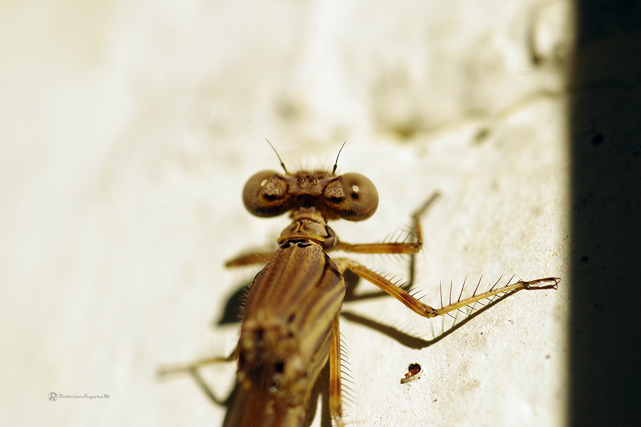 Pentax smc D-FA 100mm F2.8 Macro WR sample photo. La lula de libe 3 photography