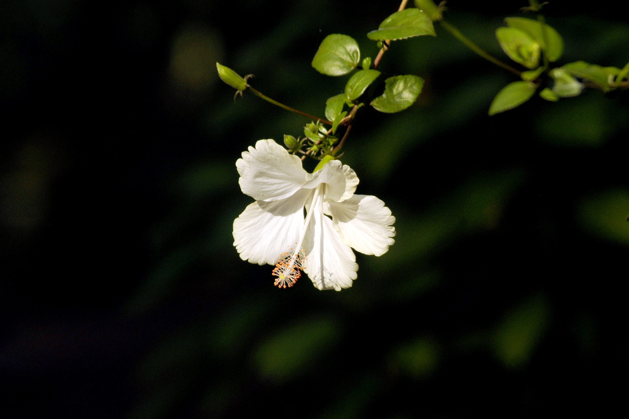 Nikon D300 sample photo. Devine  jasmine photography