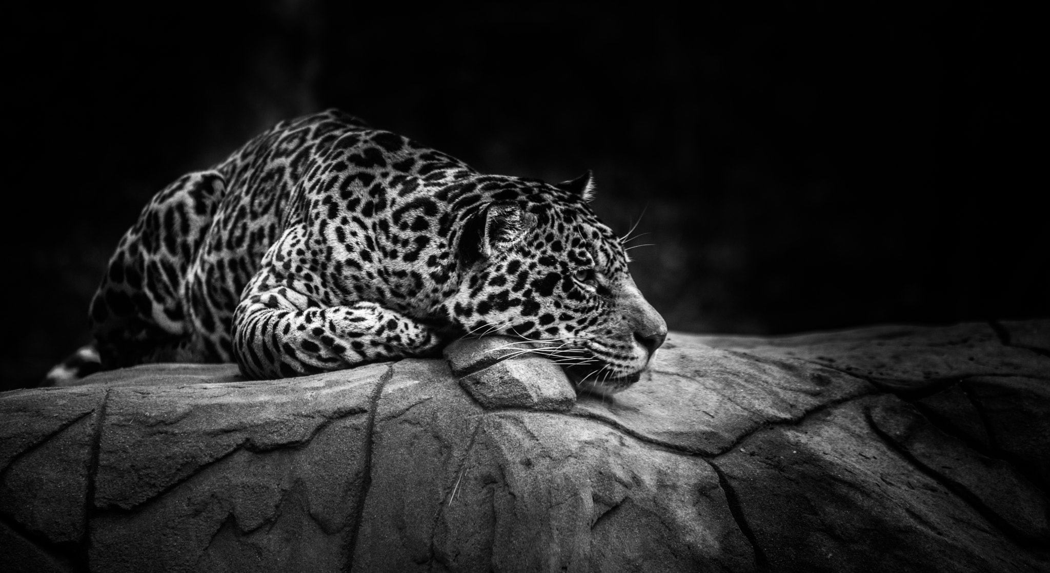 Nikon D800 + Sigma 70-200mm F2.8 EX DG OS HSM sample photo. Jaguar photography