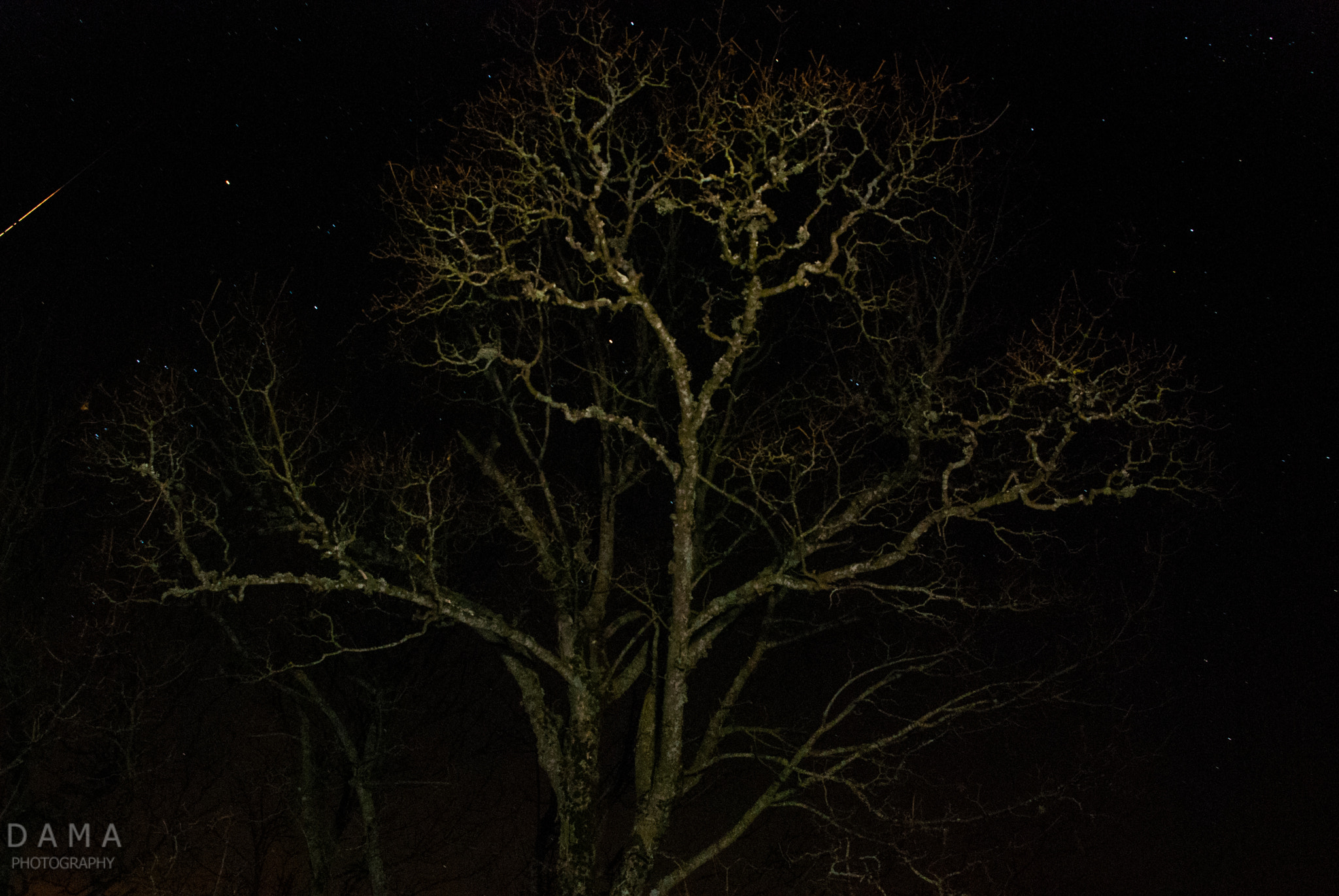 Nikon D40X sample photo. Night tree photography