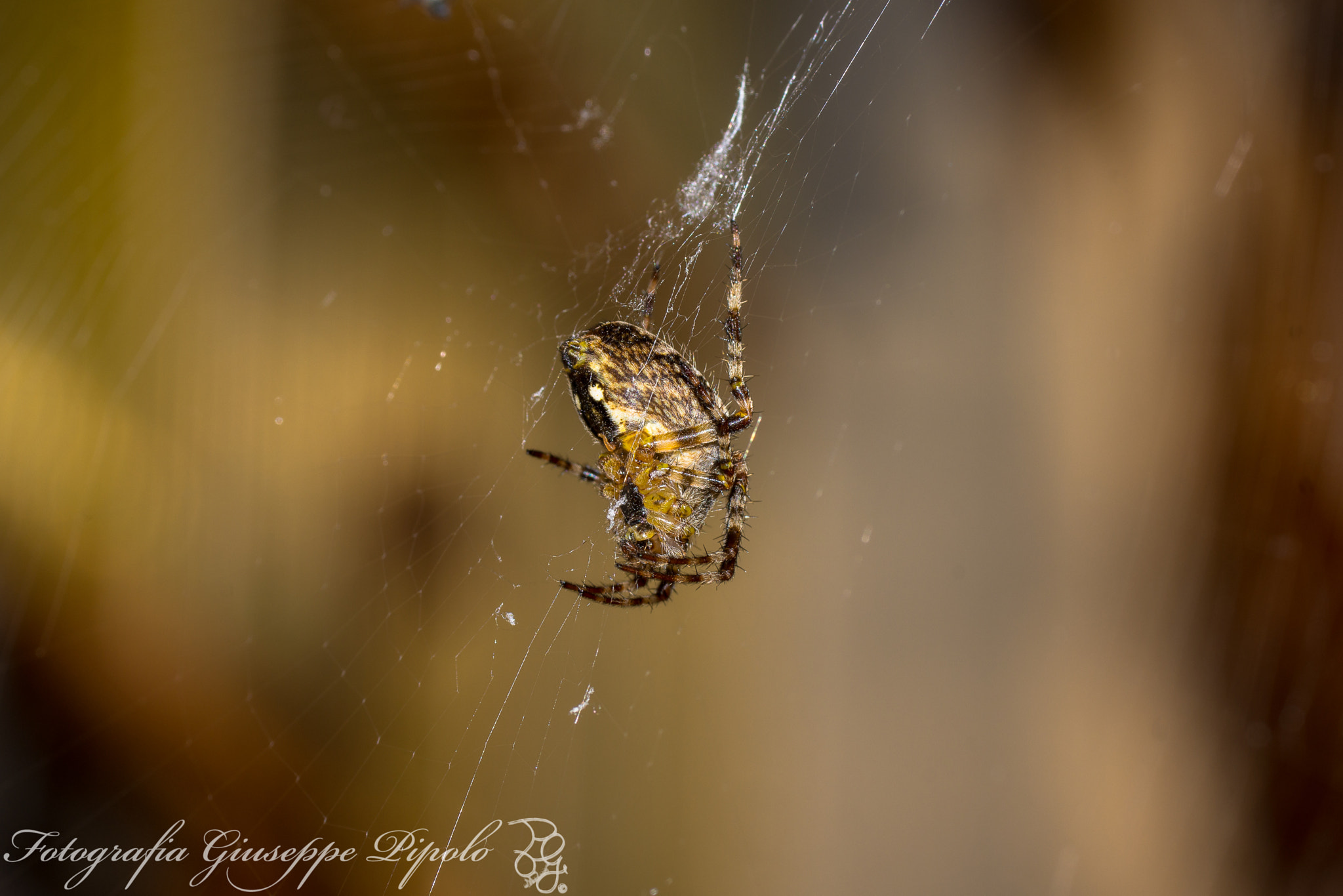 Sony SLT-A77 sample photo. Araneus diadematus photography