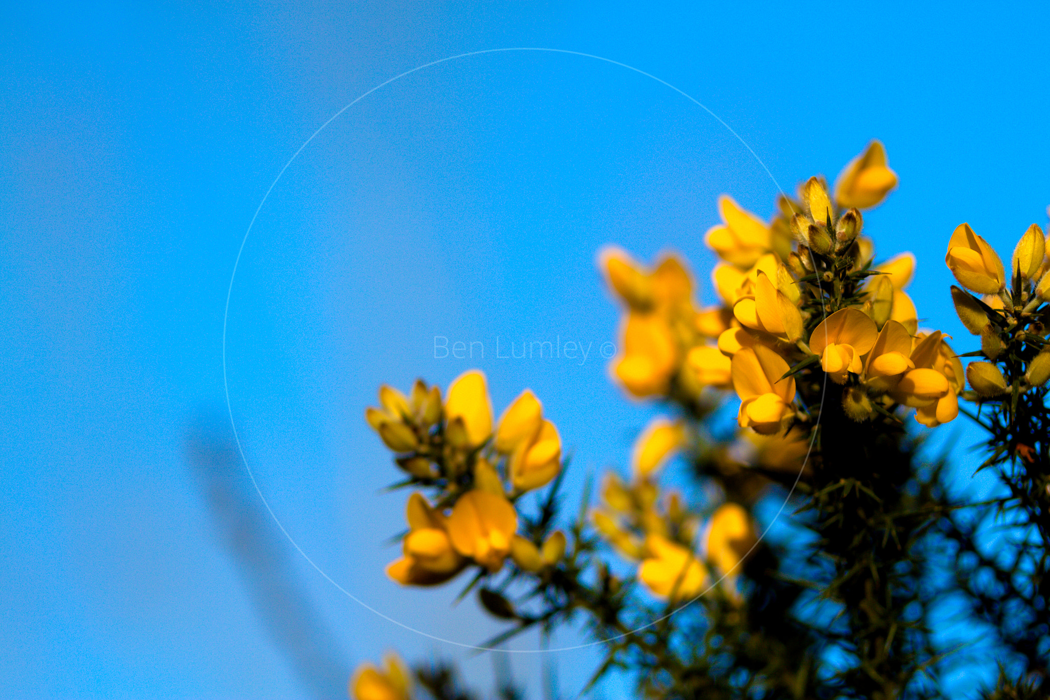 Canon EOS 50D sample photo. Forest flowers  photography
